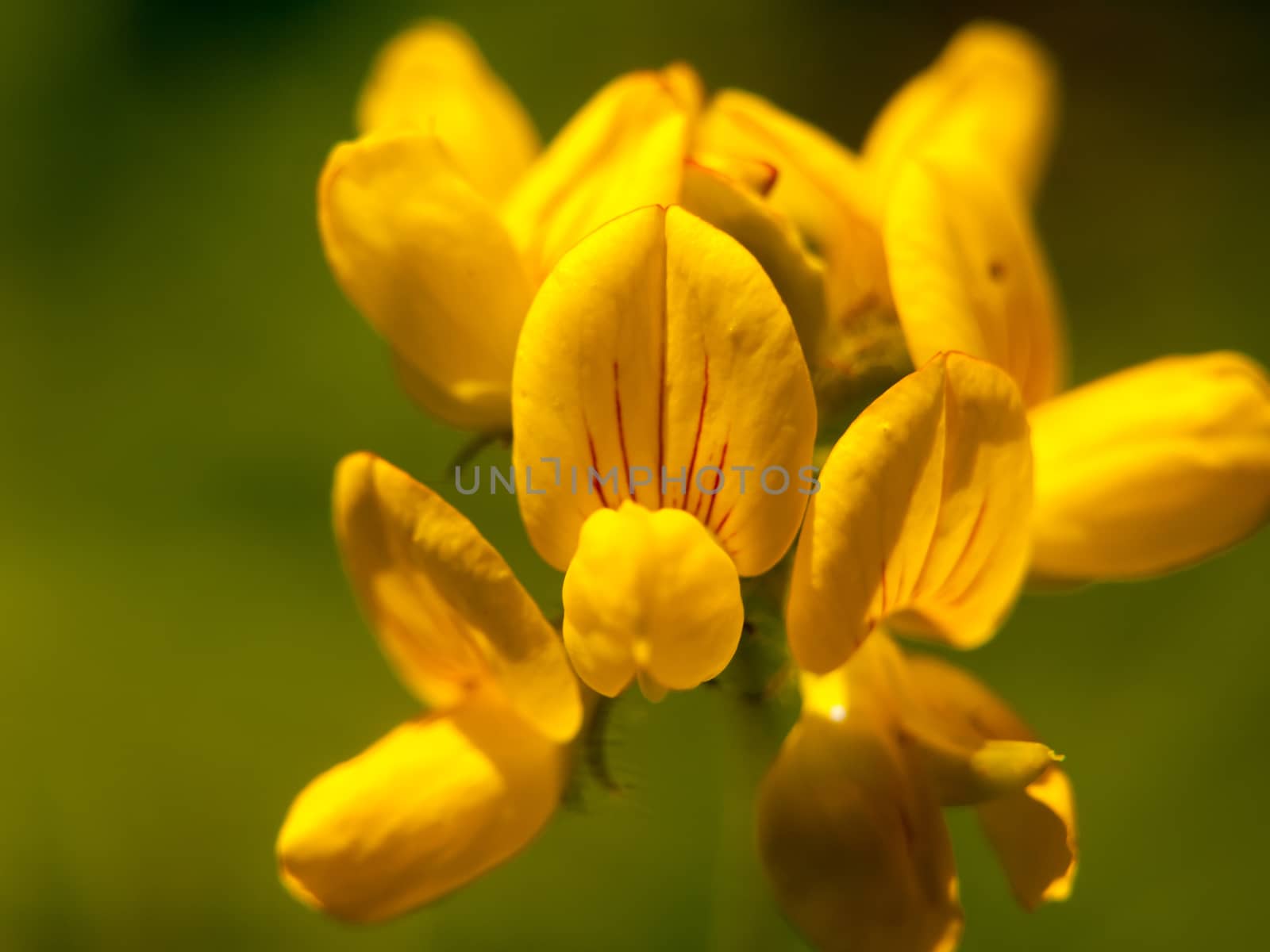 lovely growing and budding yellow wild flower (Lotus corniculatus) up close; Essex; UK