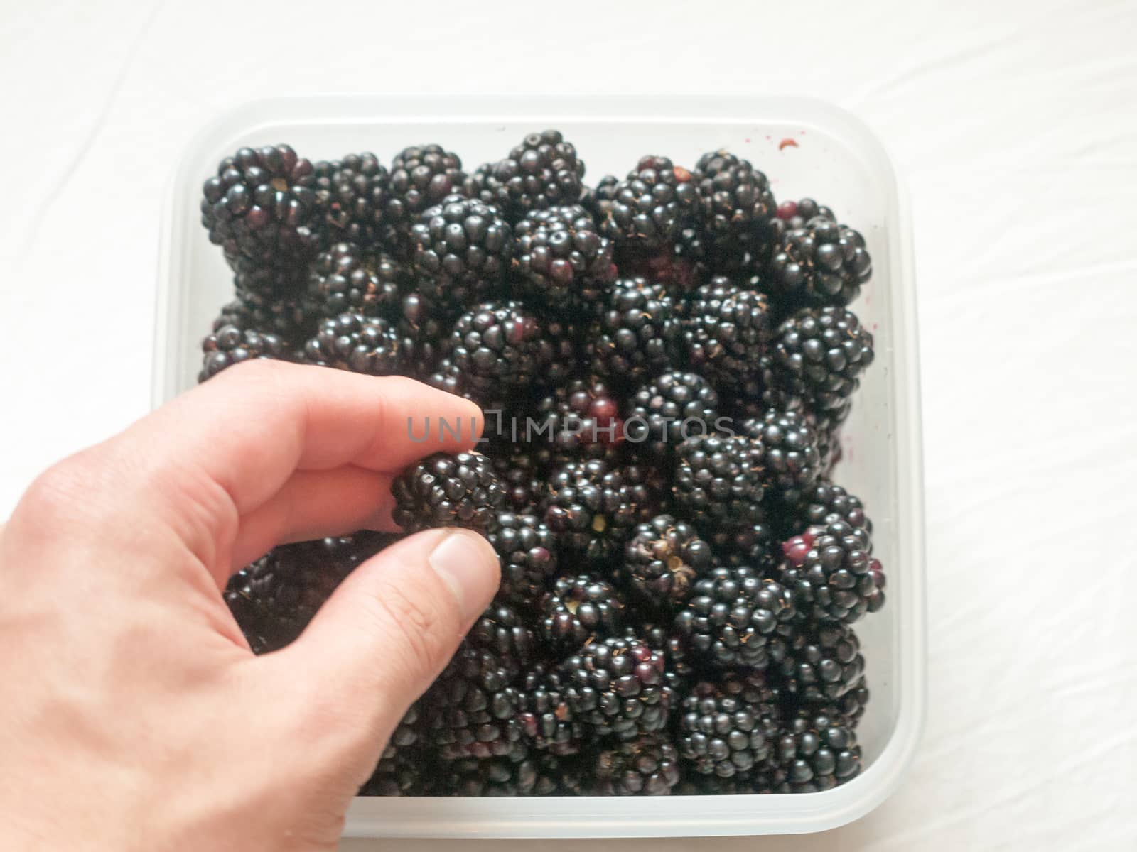 wild blackberries in tub with hand holding one; Essex; UK