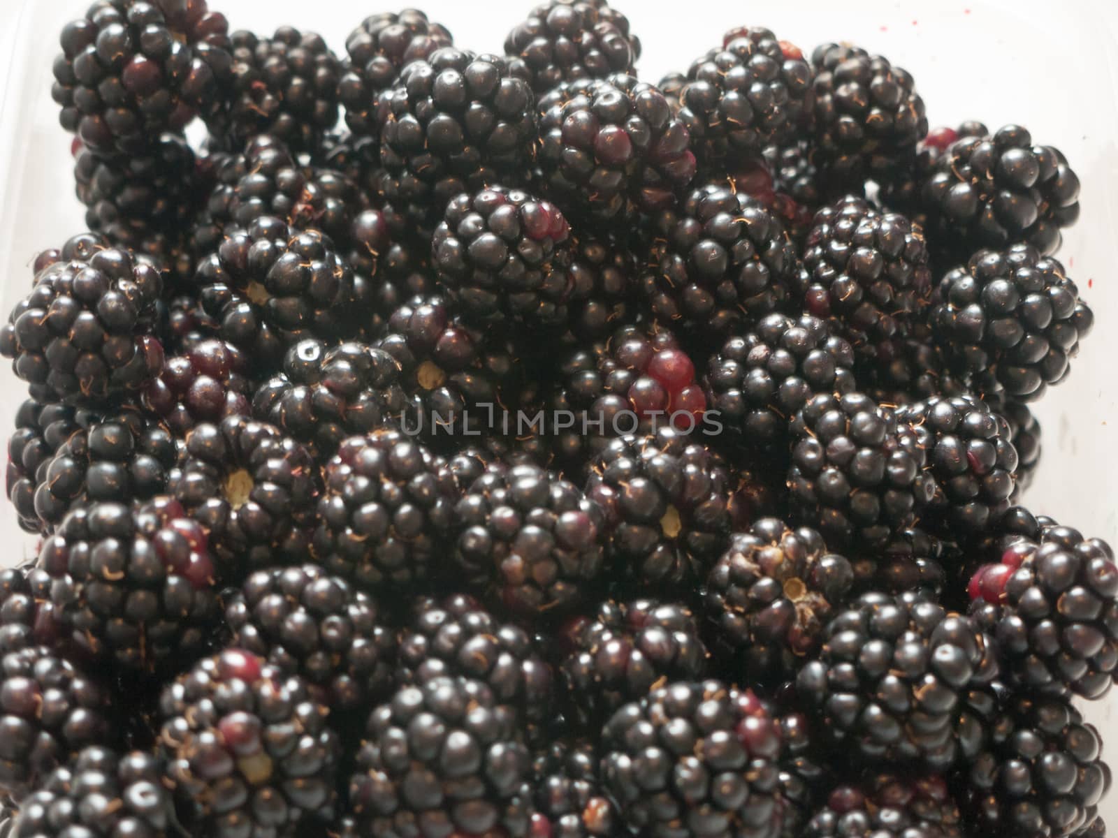 wild blackberries up close on white background; Essex; UK