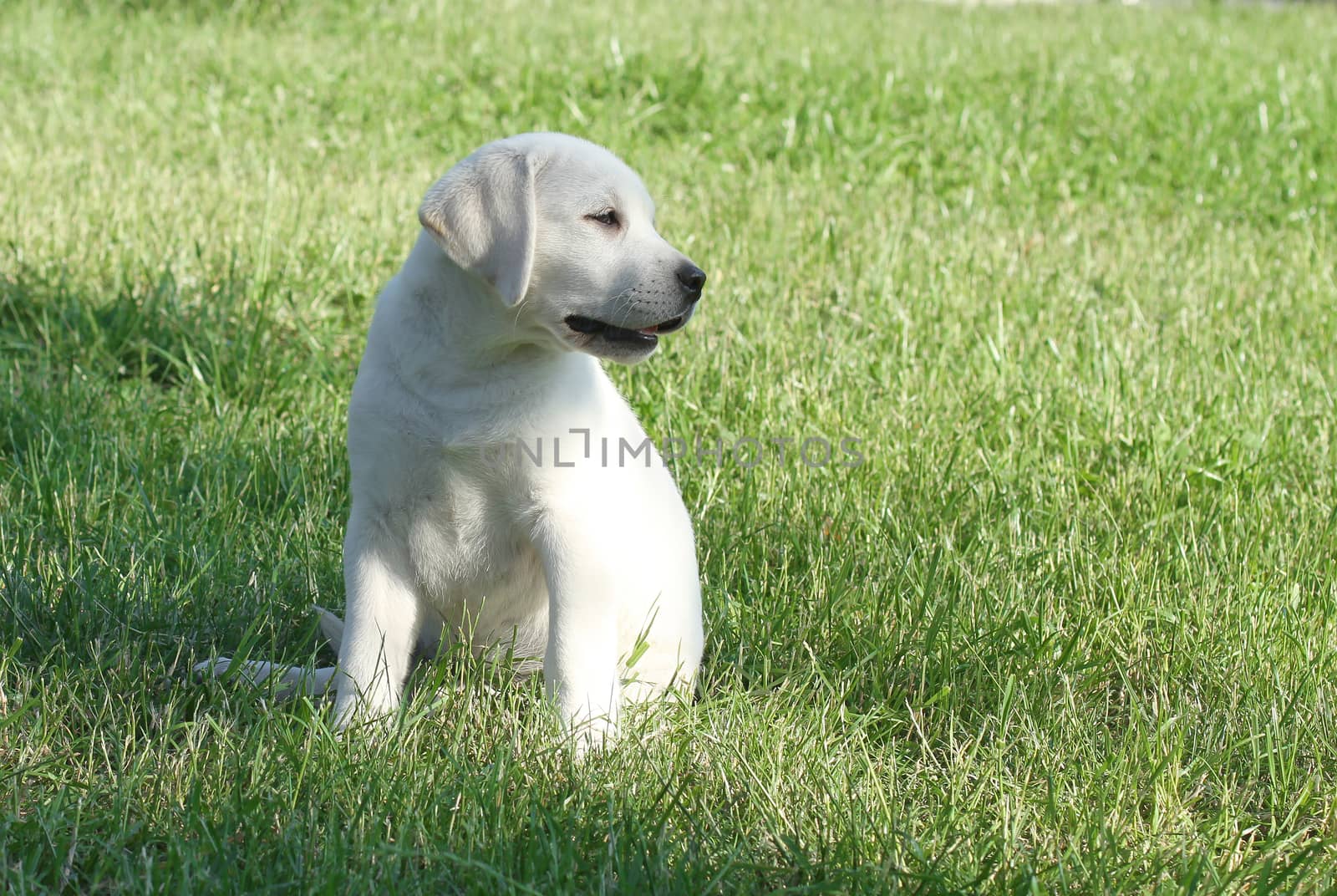 the little yellow labrador puppy sitting in the park