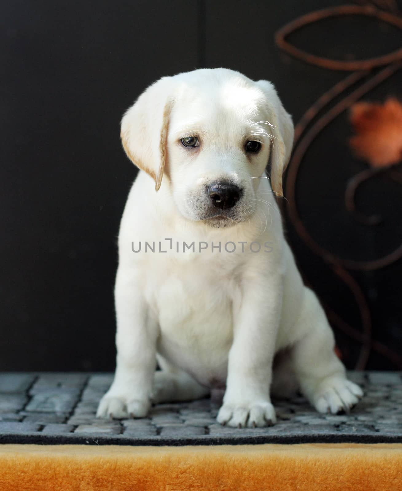 a little yellow labrador puppy sitting on yellow background