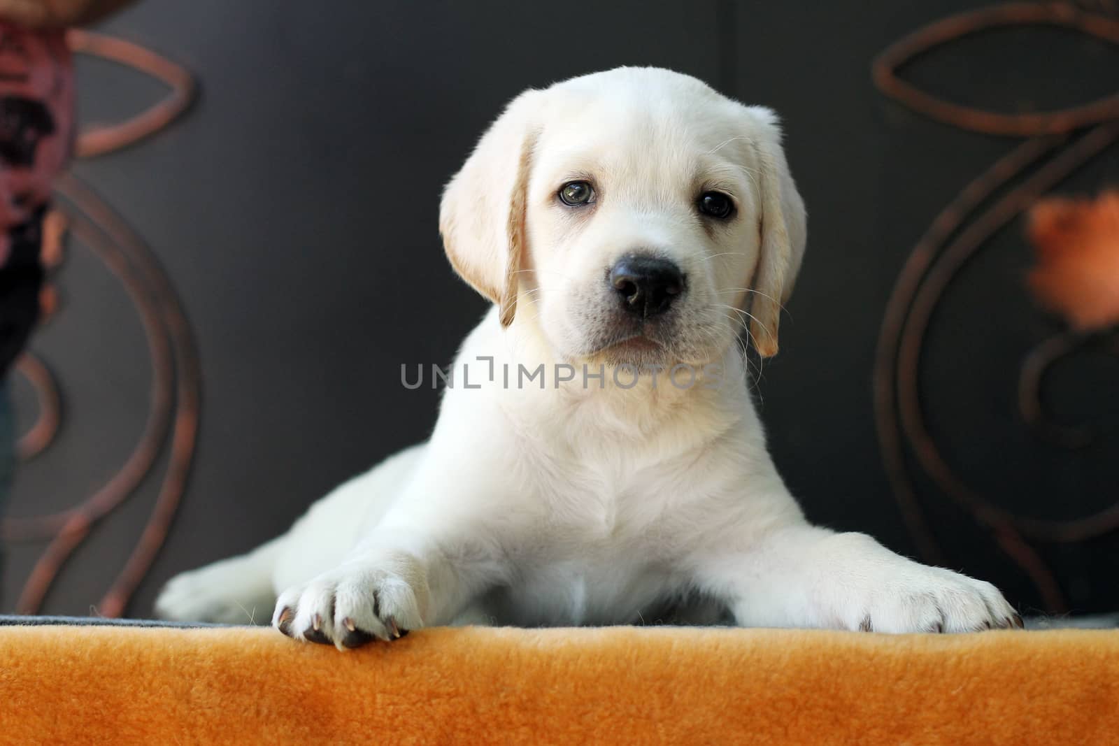 the little yellow labrador puppy sitting on yellow background