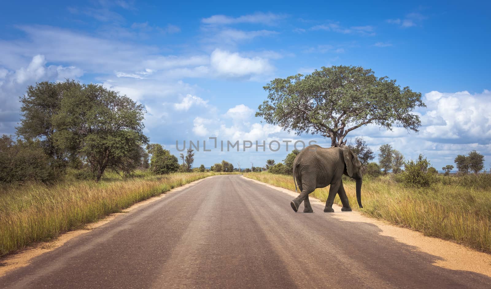 elephant crossing the road  in the wild nature of south africa in the kruger national park, looking for wild animals and beautifull landscape