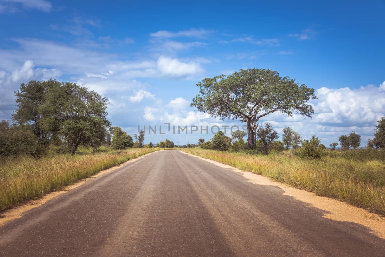 road in the wild nature of south africa in the kruger national park, looking for wild animals and beautifull landscape