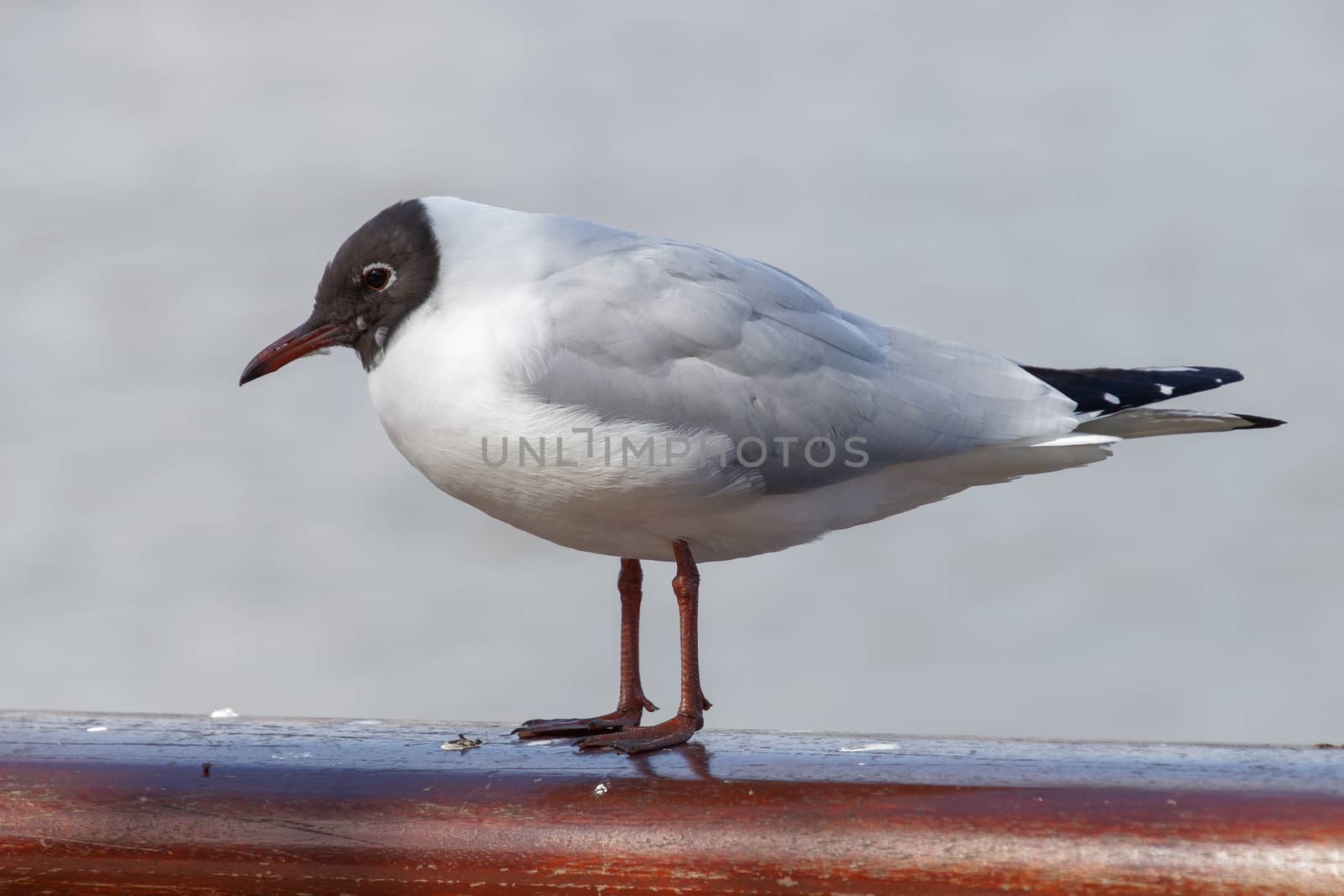 Black-headed Gull on a Railing by the River Thames by phil_bird