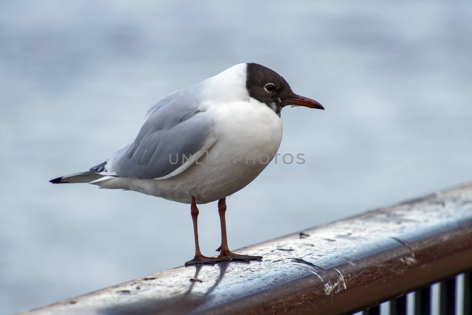 Black-headed Gull on a Railing by the River Thames by phil_bird