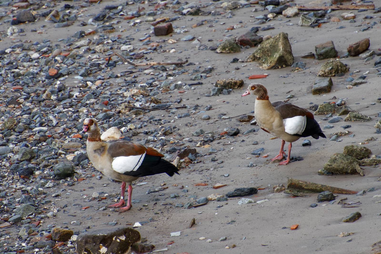 Egyptian Geese on the South Bank of the Thames
