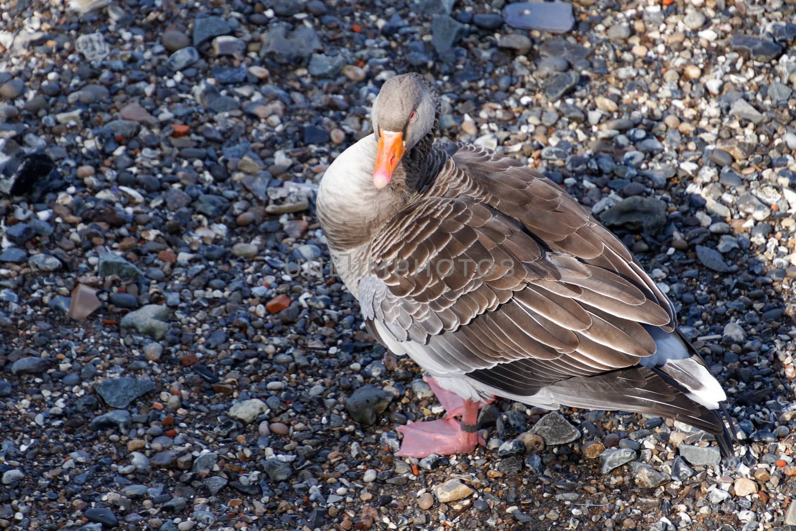 Greylag Goose on the South Bank of the Thames by phil_bird