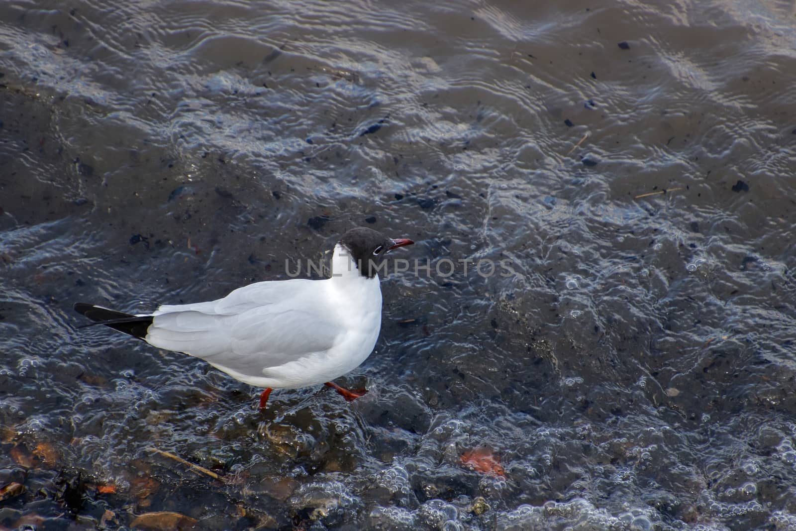 Black-headed Gull Wading along the River Thames by phil_bird