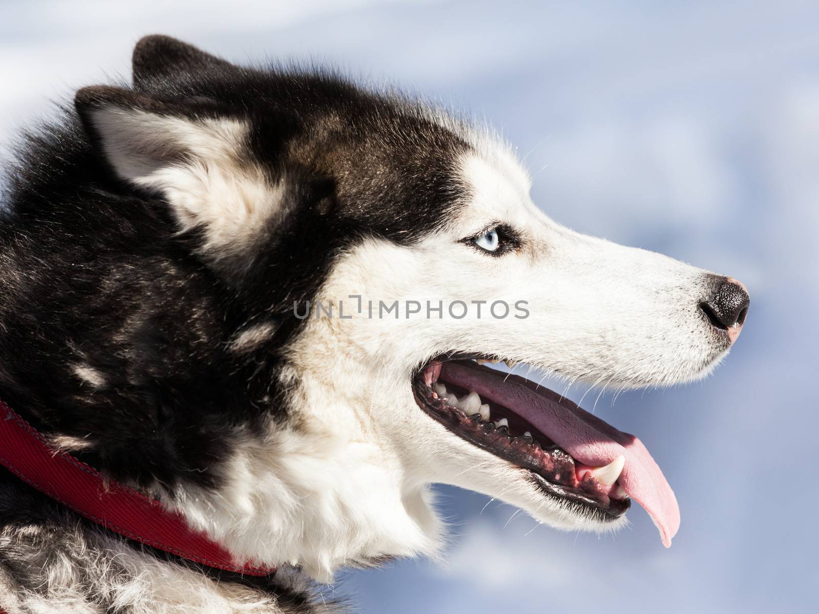 Cute breed siberian husky dog animal walking winter snow outdoor