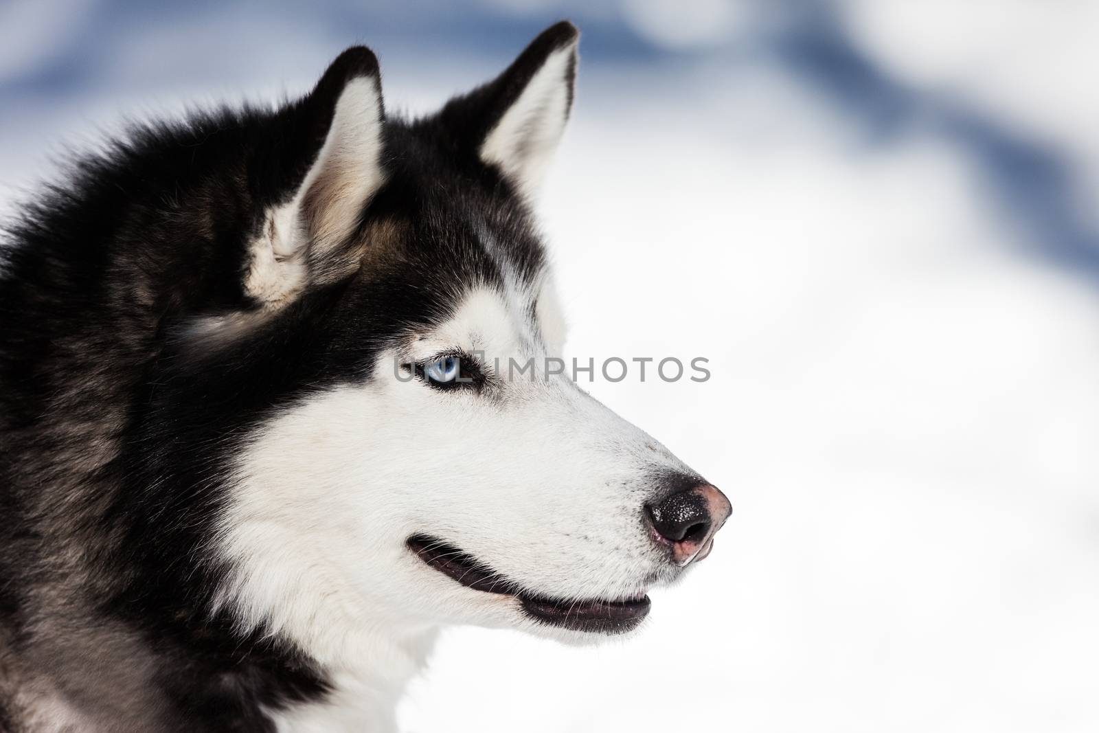 Cute breed siberian husky dog animal walking winter snow outdoor