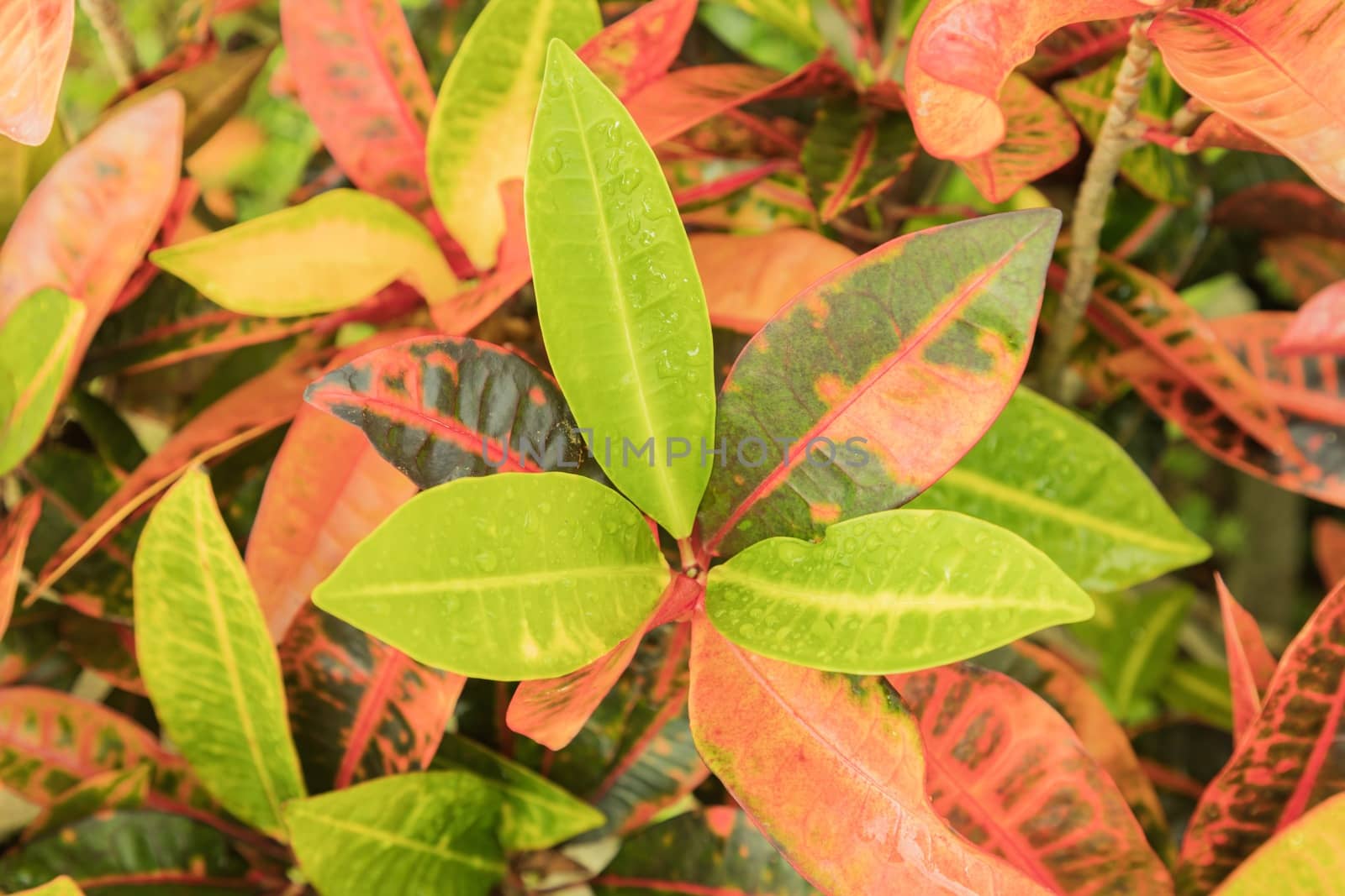 Croton plant leaves closeup with their vibrant green red yellow brown foliage.