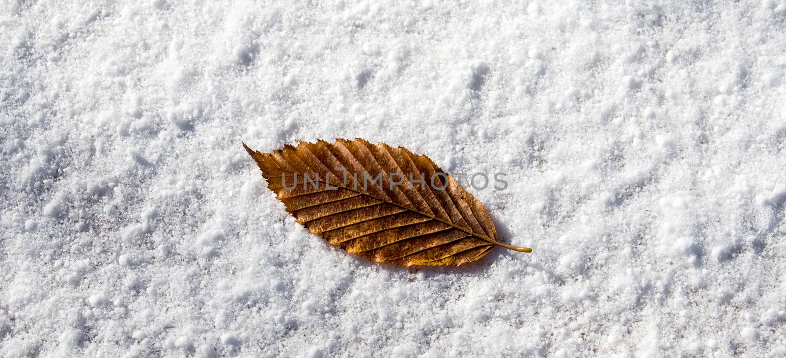 Dry leaf placed  on a white snowy background by berkay