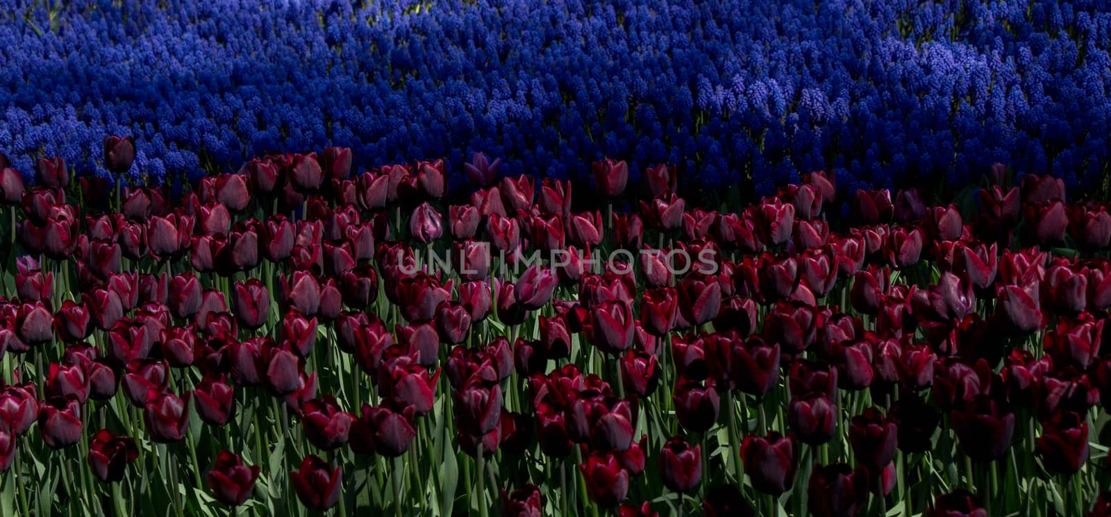  Colorful tulip flowers as a background in the garden by berkay