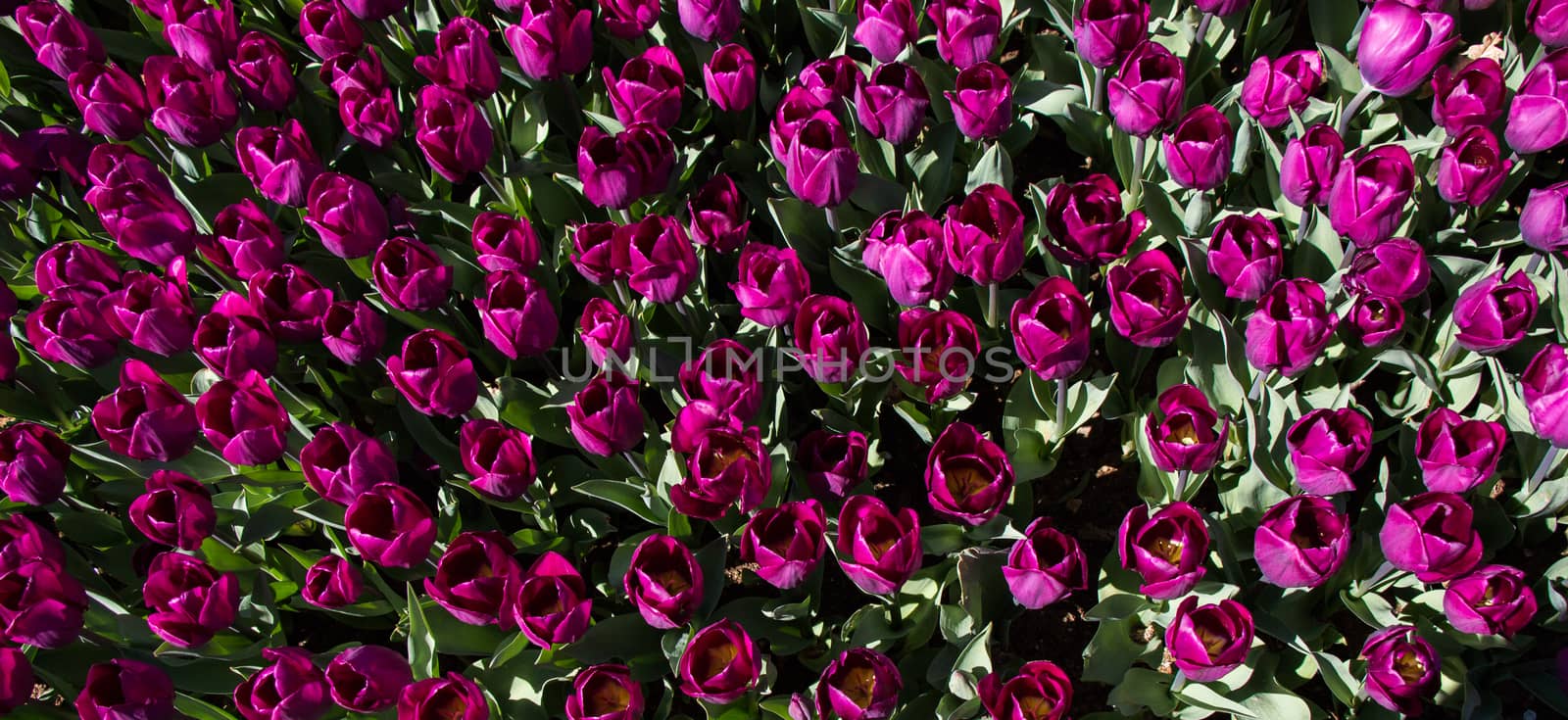  Colorful tulip flowers as a background in the garden by berkay