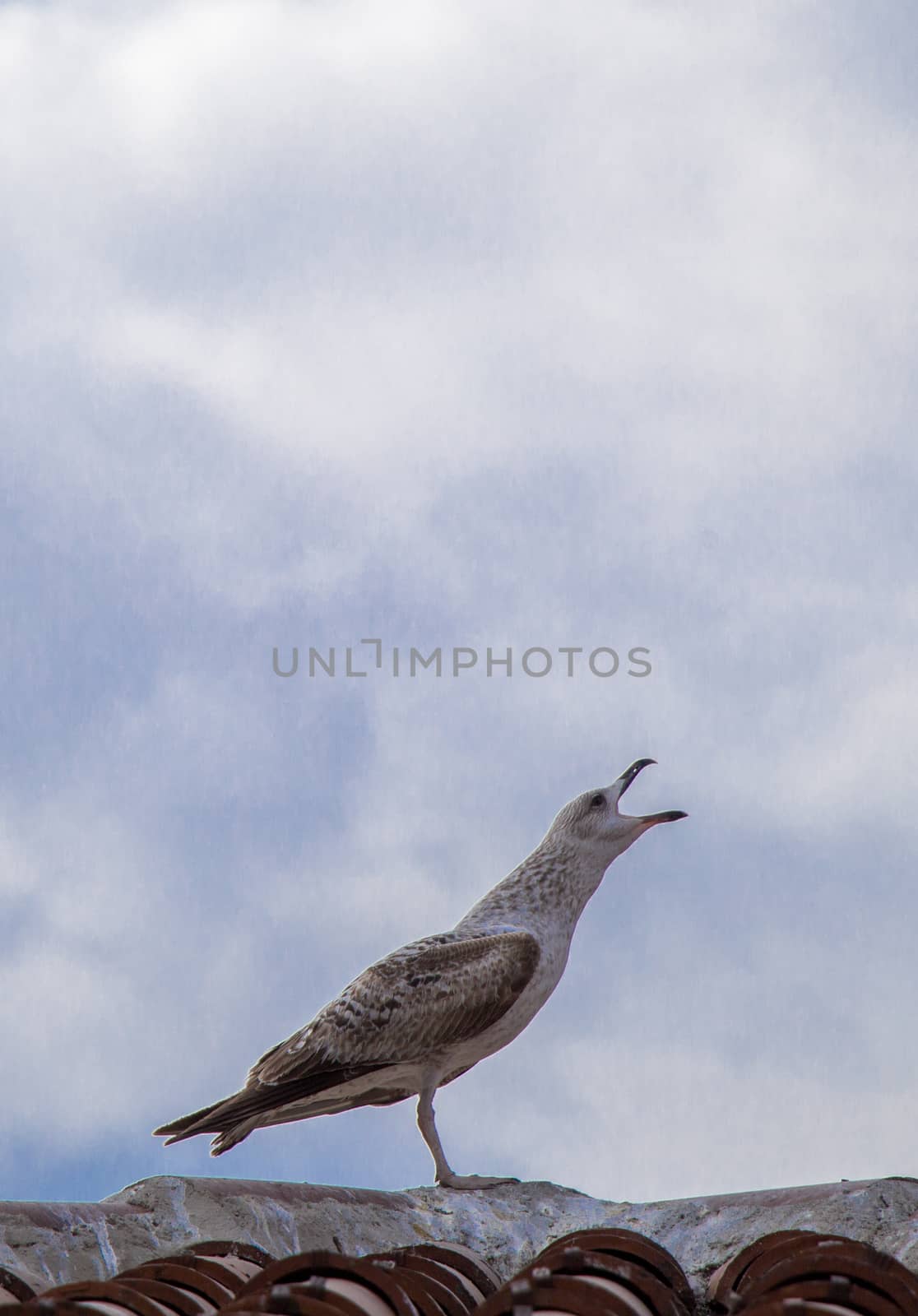 Single seagull is sitting on the roof