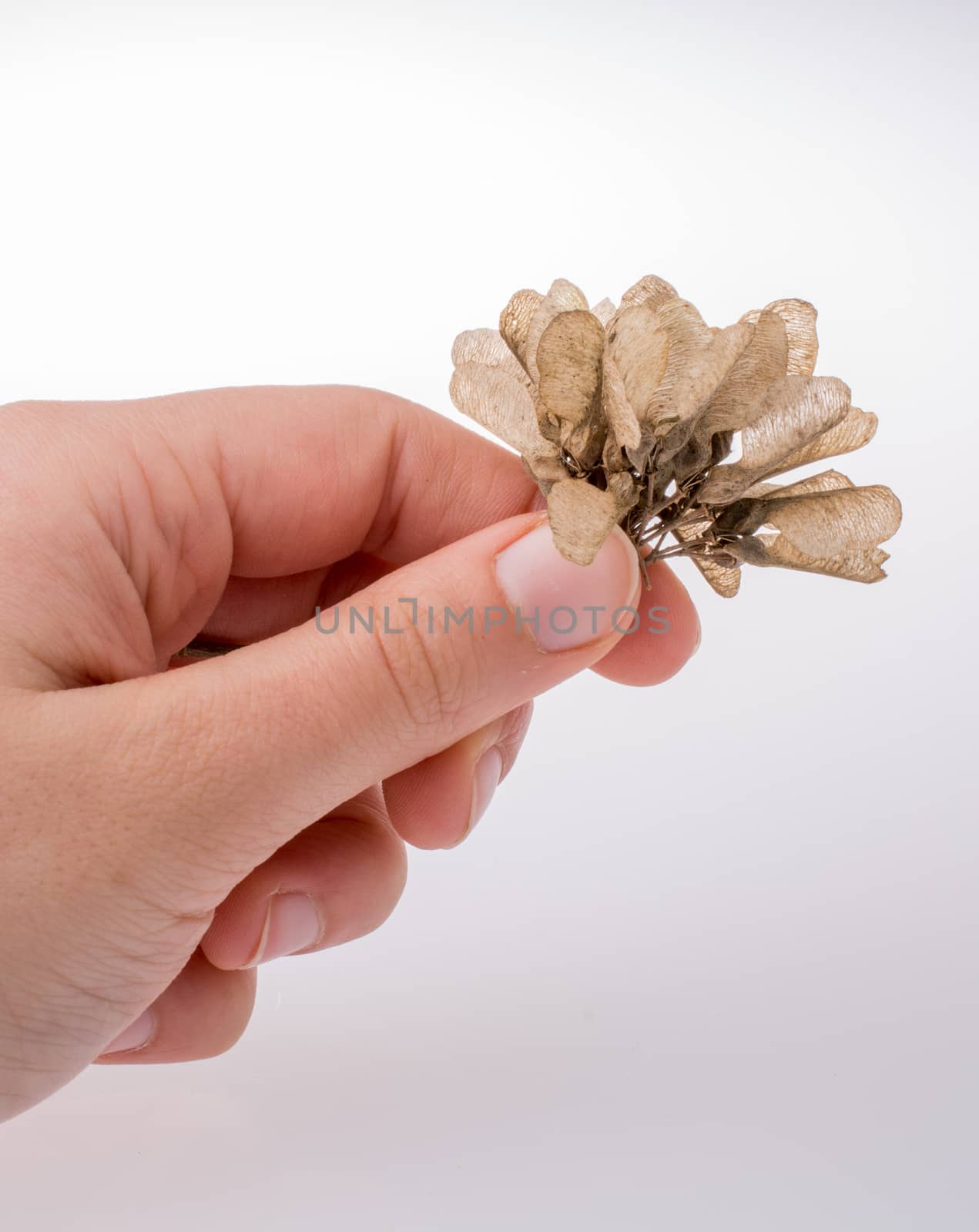 Dry leaves in hand on white