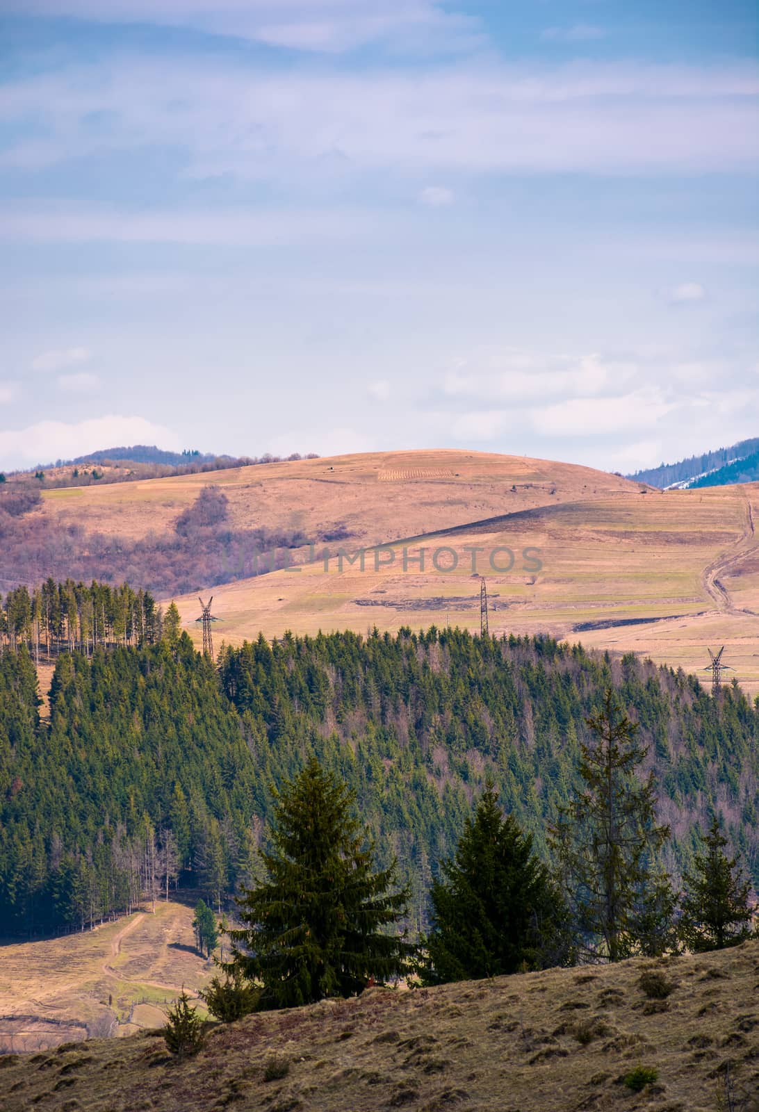 spruce forest on a hillside in springtime by Pellinni