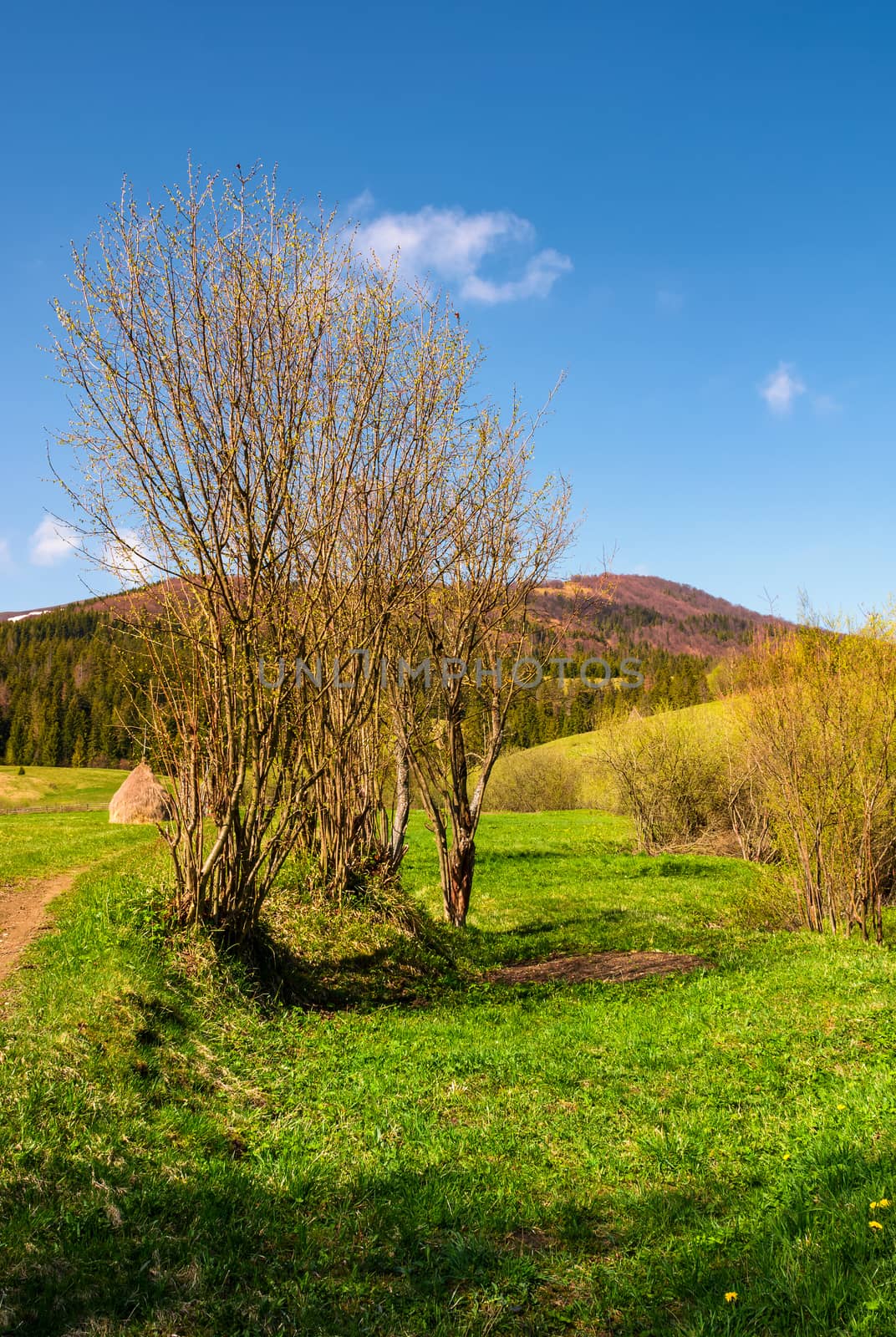 leafless tree in front of a mountain. beautiful countryside scenery in springtime