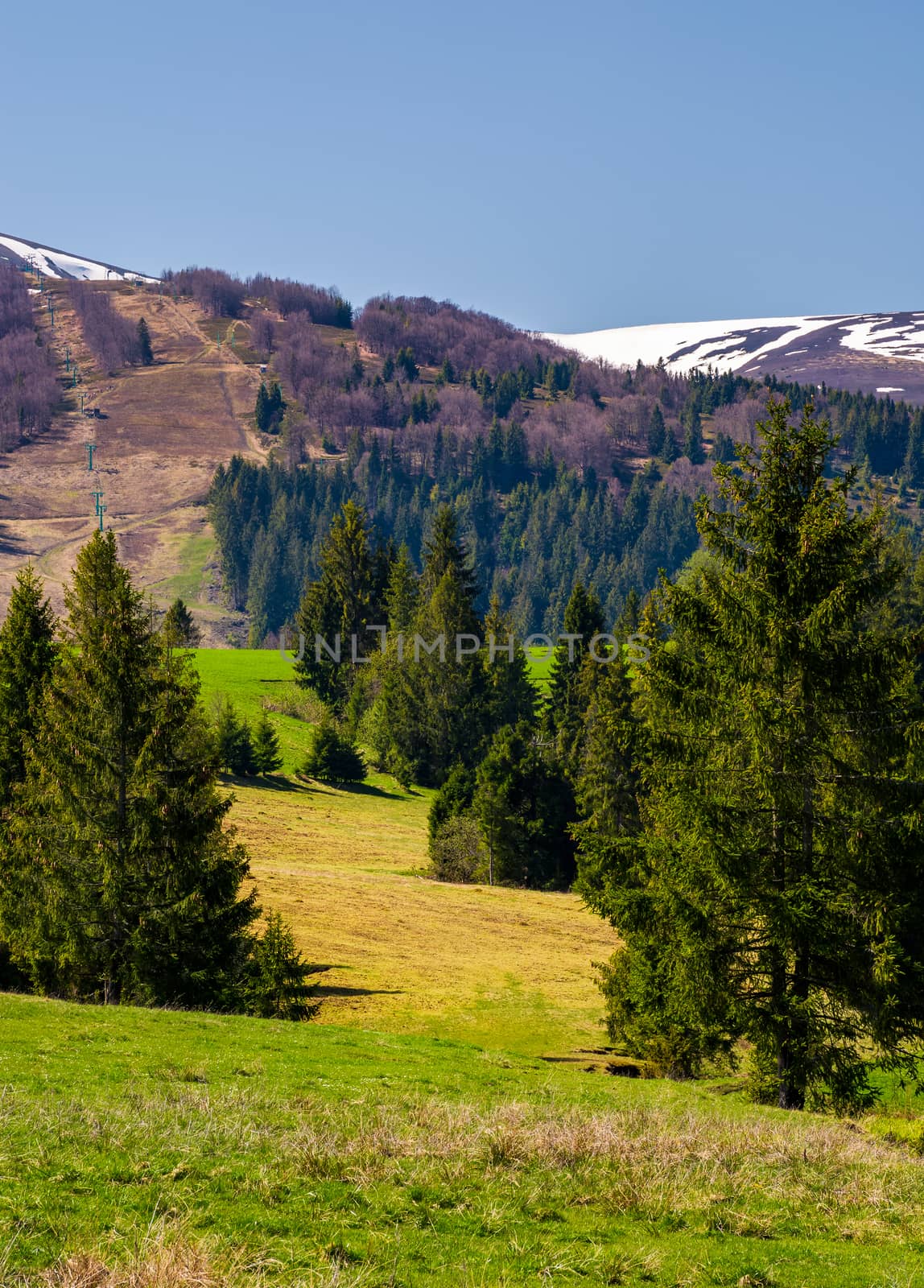 spruce forest on the grassy hills in the valley by Pellinni