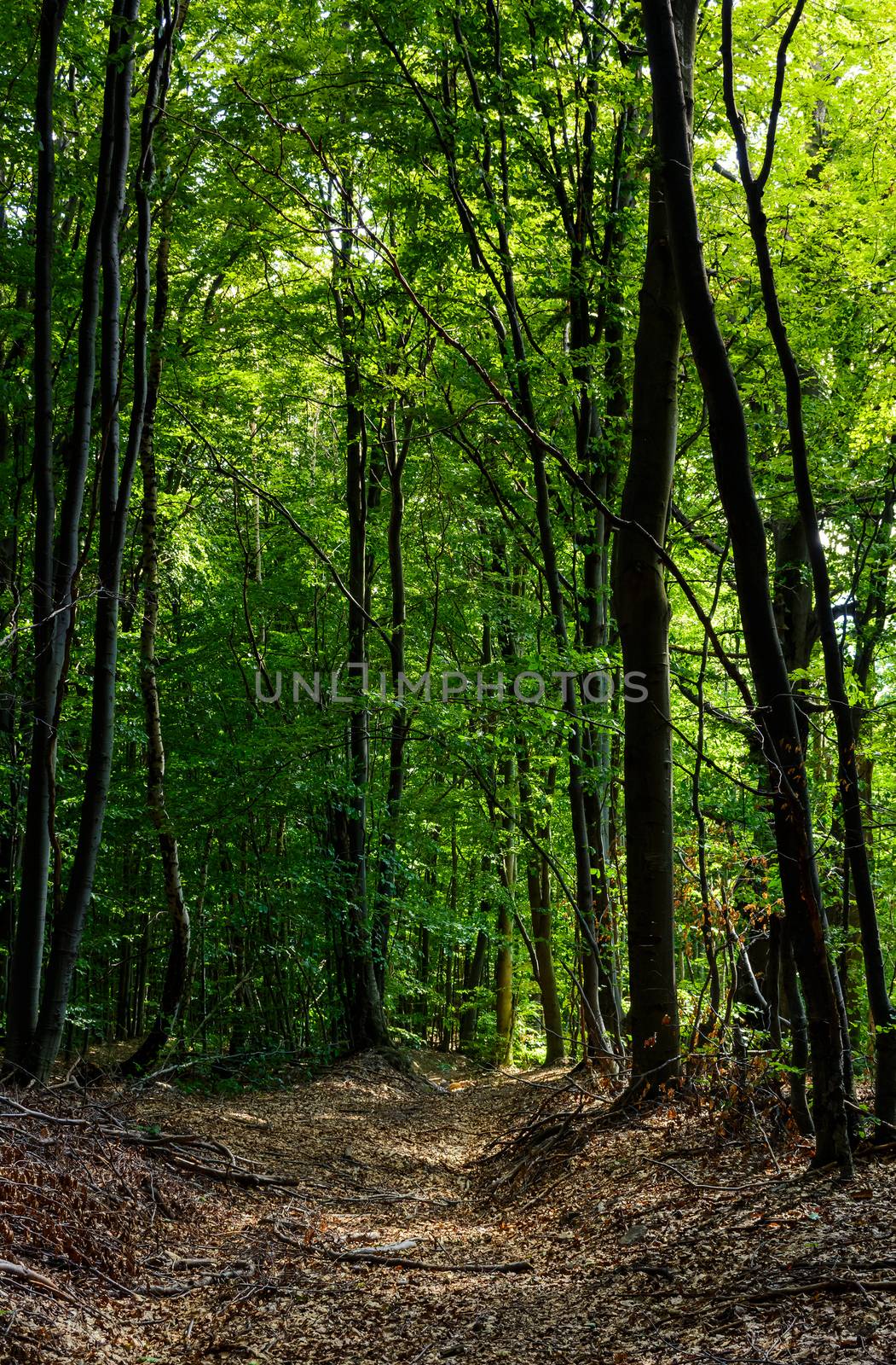 road through forest covered with weathered foliage by Pellinni