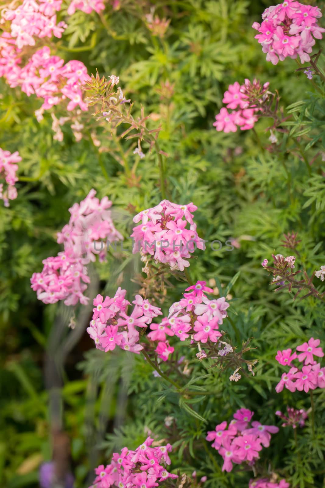 The background image of the colorful flowers, background nature