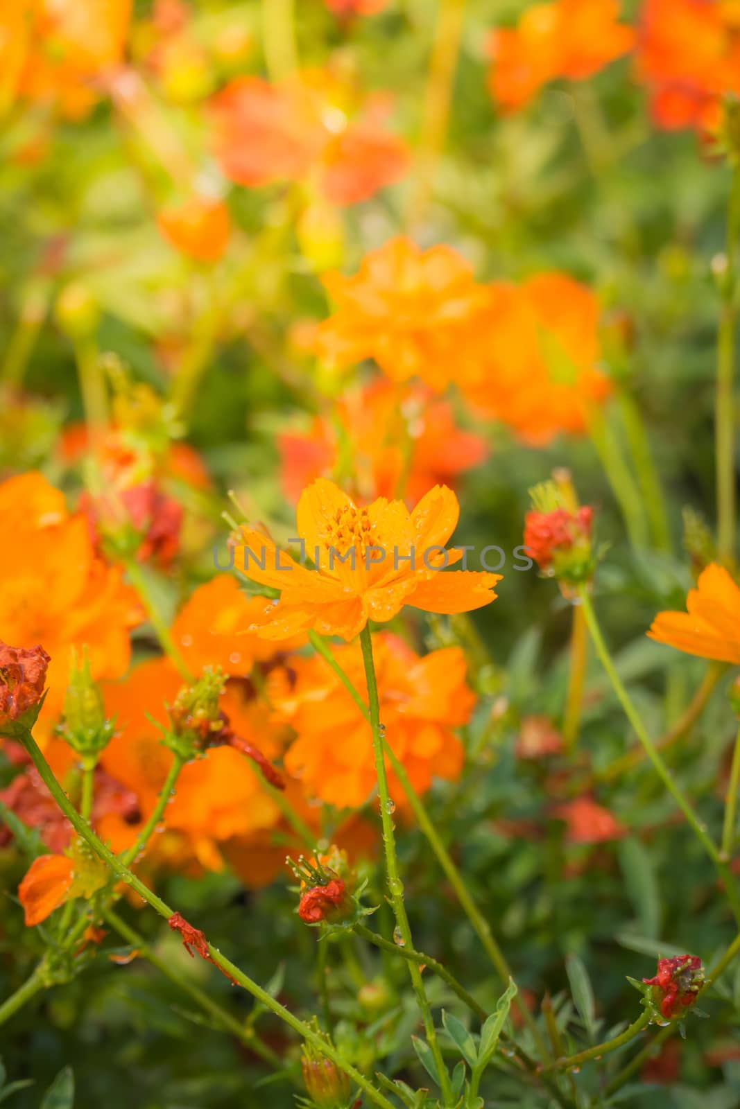 The background image of the colorful flowers, background nature
