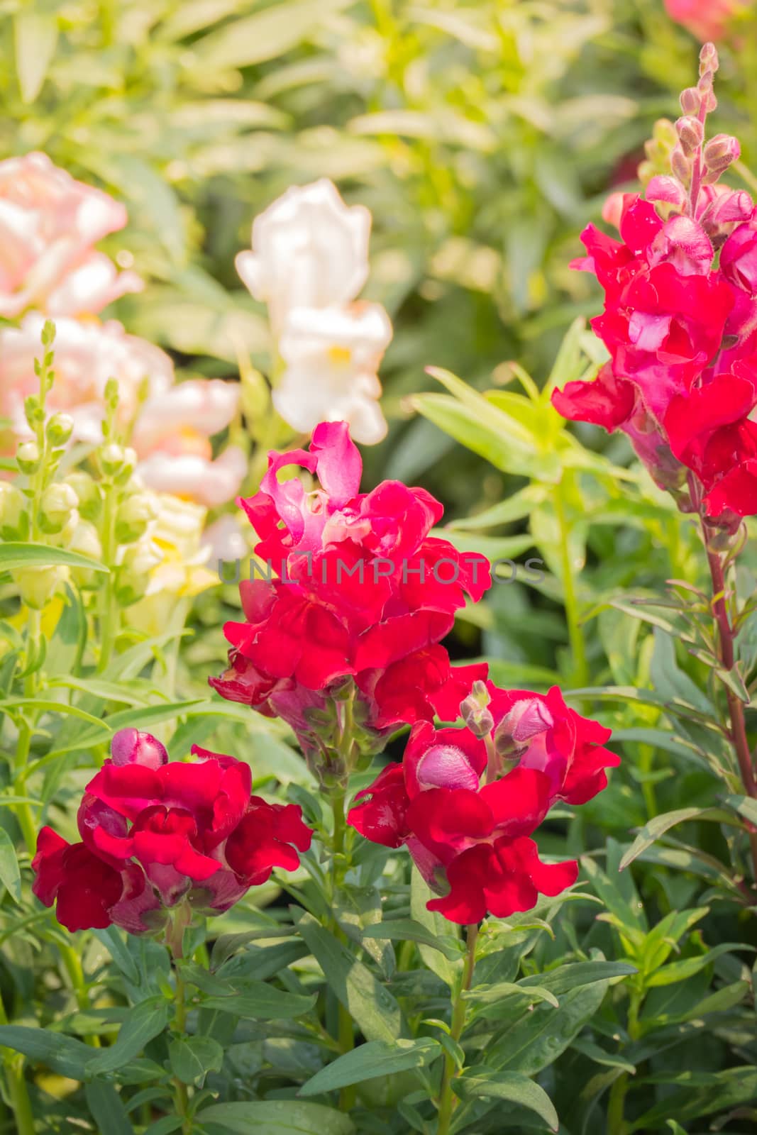 The background image of the colorful flowers, background nature