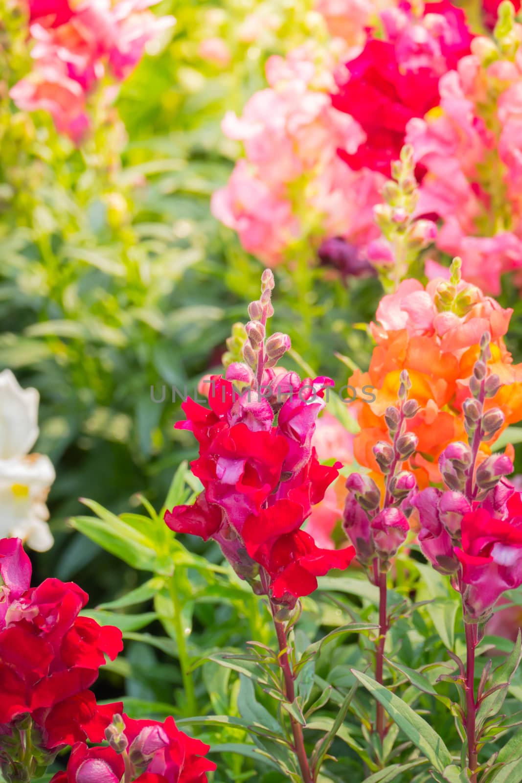 The background image of the colorful flowers, background nature