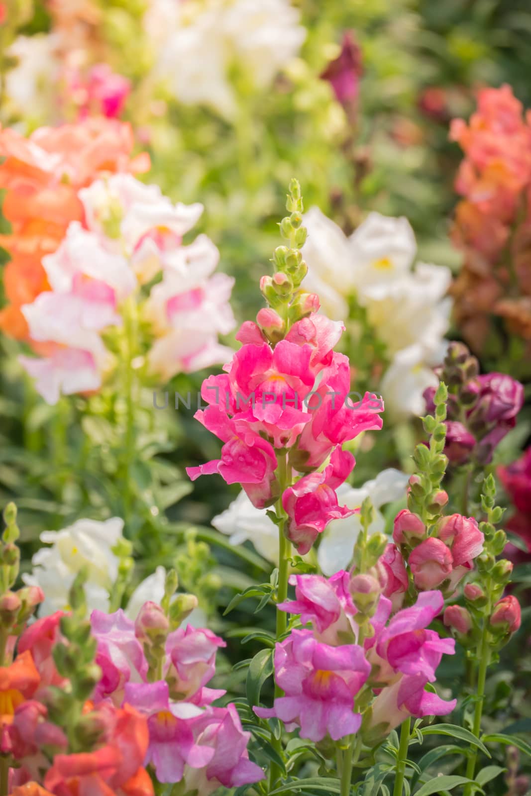 The background image of the colorful flowers, background nature