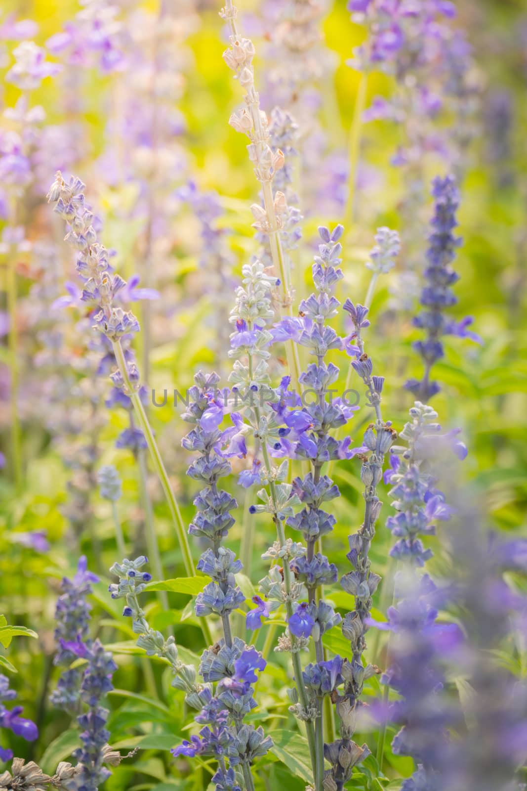 The background image of the colorful flowers, background nature
