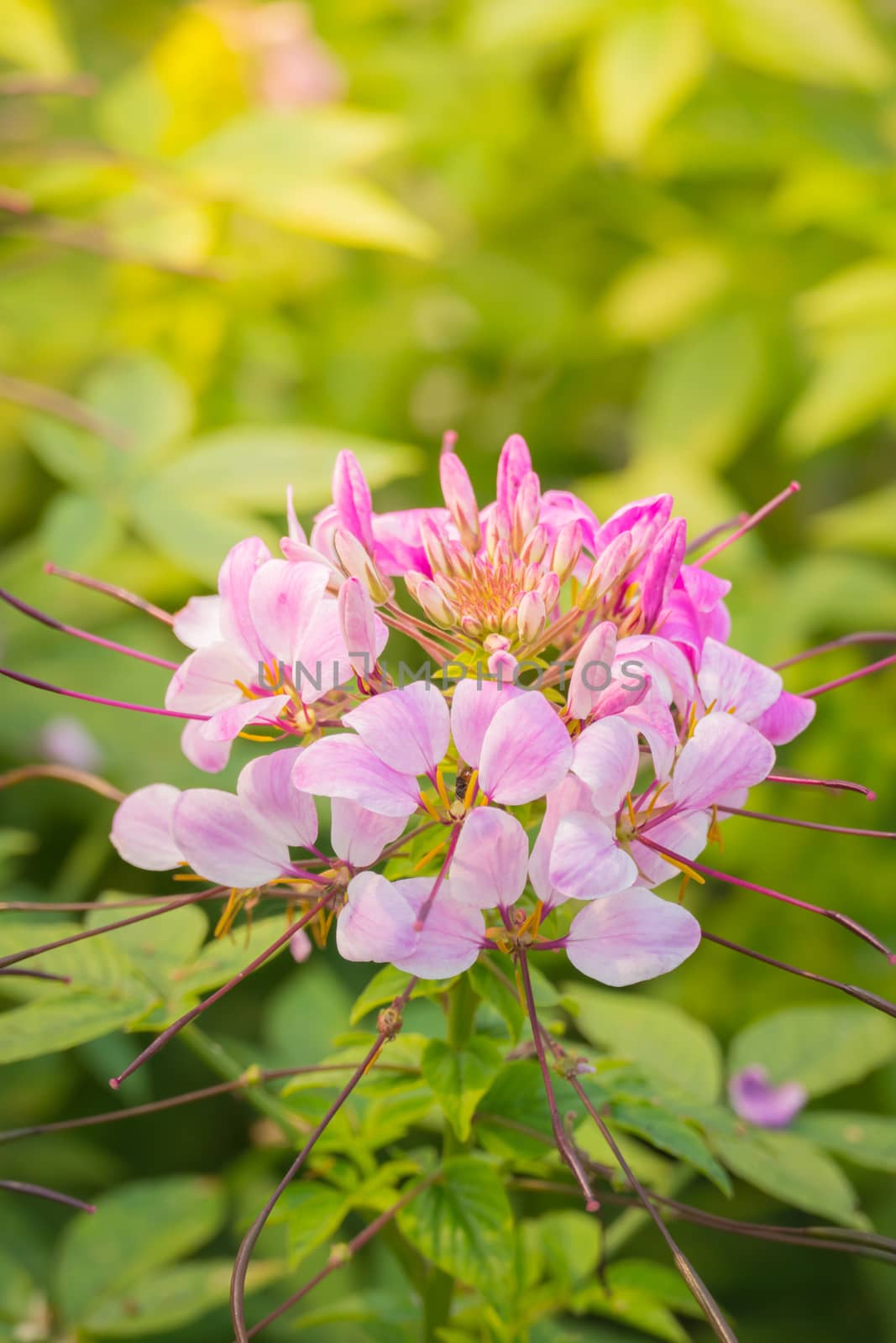 The background image of the colorful flowers, background nature