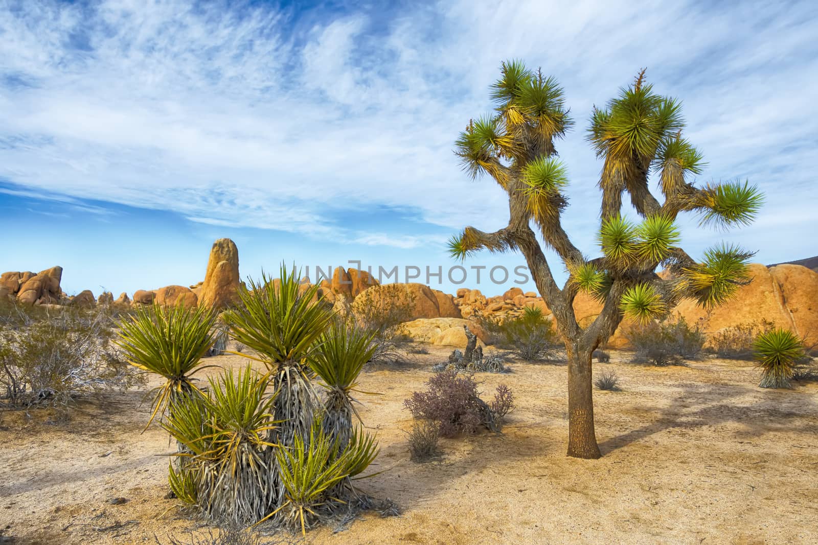 Joshua Tree National Park by whitechild