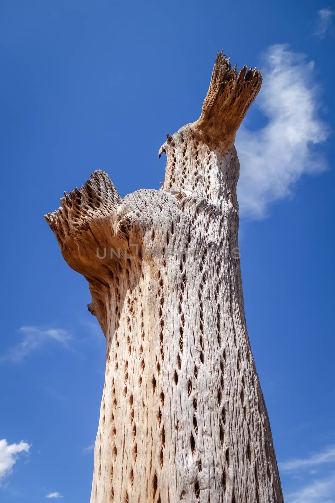 dry giant cactus detail in the Tilcara quebrada, Argentina