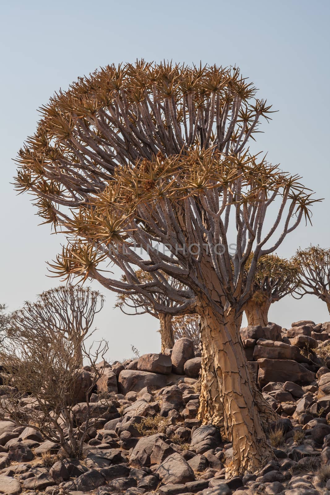 Aloidendron dichotomum, the Quiver Tree. in Southern Namibia 4 by kobus_peche