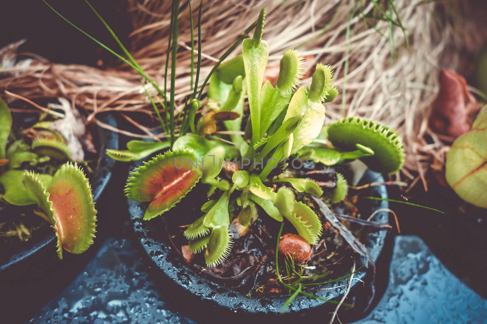 Venus flytrap, carnivorous plant by daboost