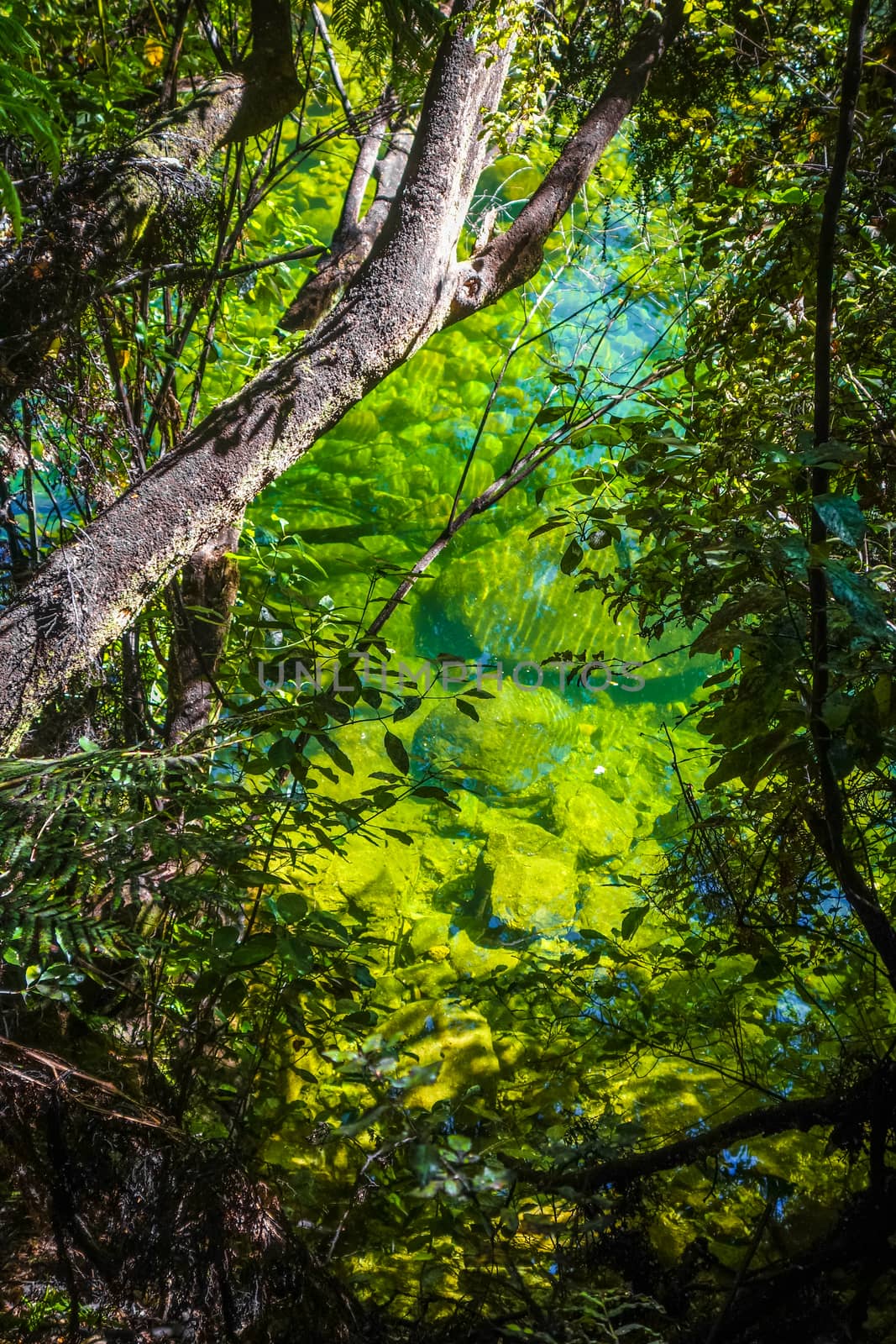 River in Abel Tasman National Park, New Zealand by daboost