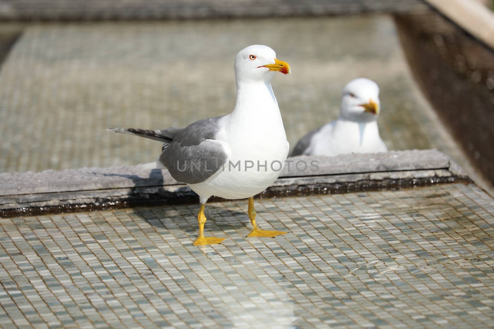 Beautiful Gulls Standing In The Mosaic Fountain, Close Up View 