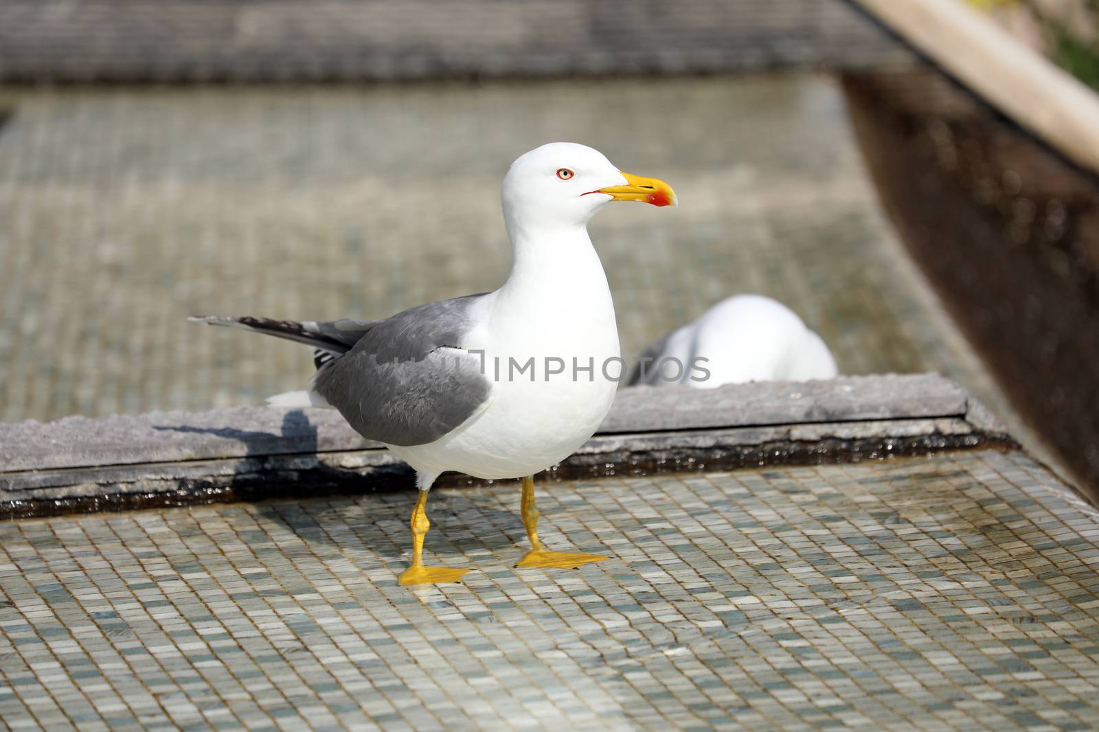 Beautiful Gull Standing In The Mosaic Fountain, Close Up View 