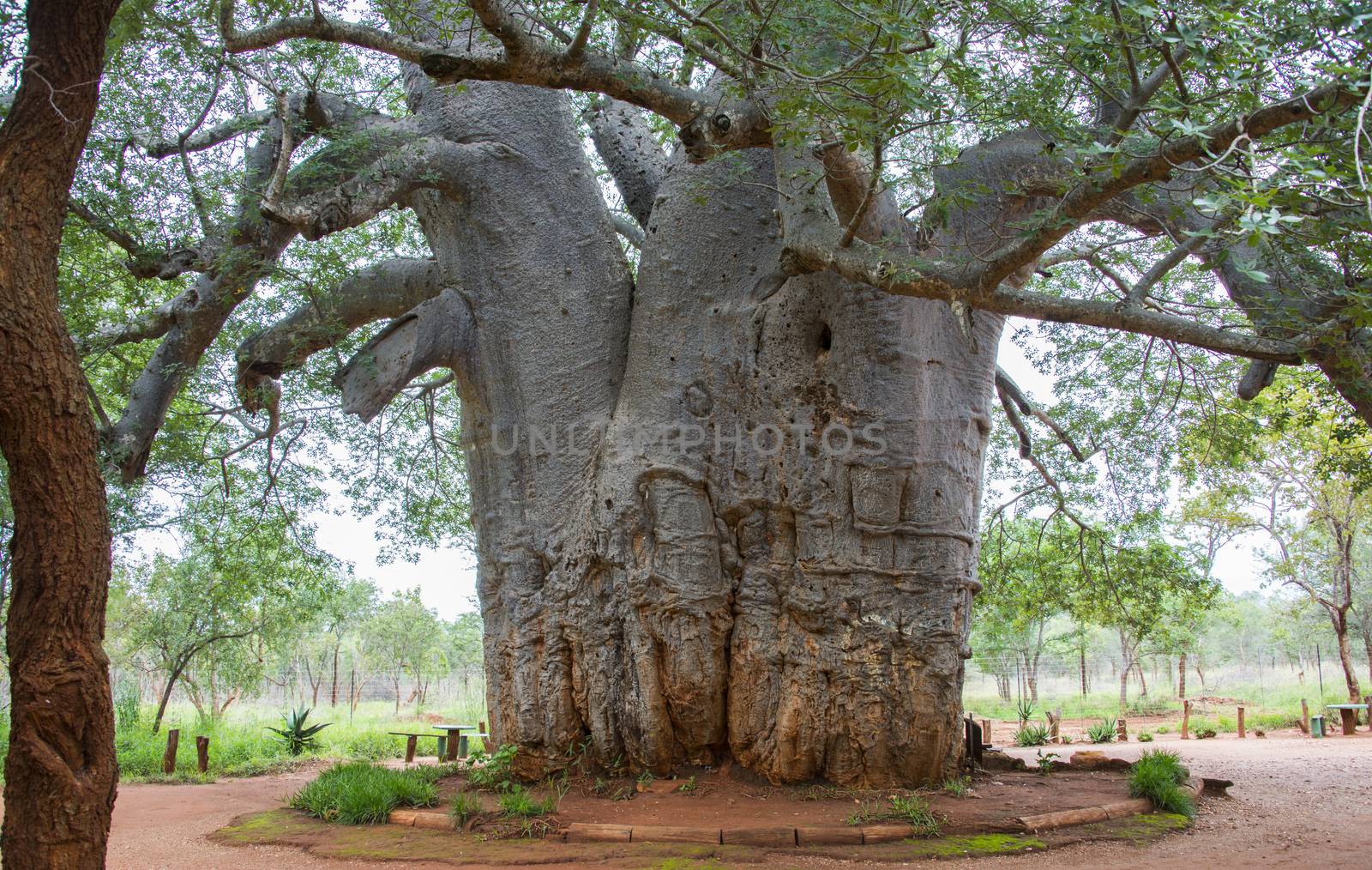 Leydsdorp,south africa, this boabab tree is the oldest living tree in the world, around 2000 years old and still growing 1 cm every year,in ancient times, kings,and leaders held meetings in the shade