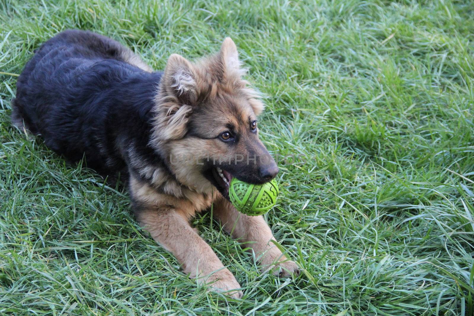 friendly, happy young shepherd closeup on the green grass with ball. photo