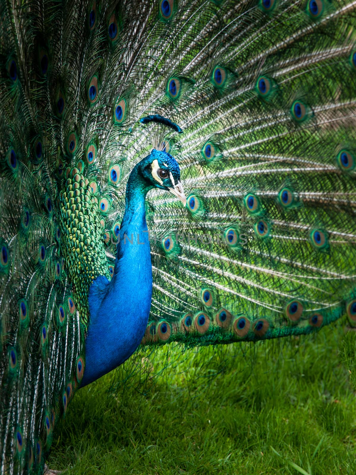 Close-up portrait of peacock with spread feathers. Low key image.