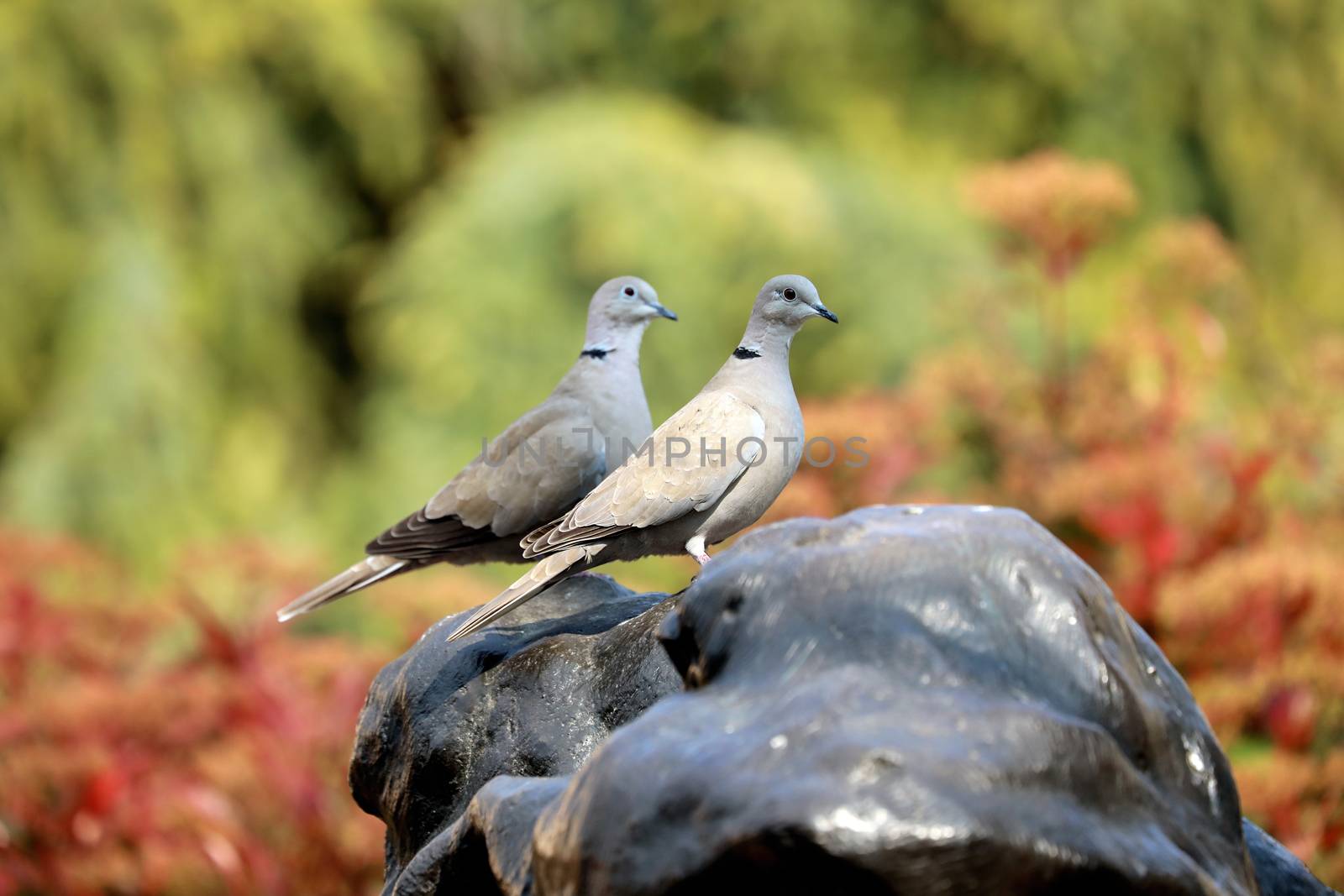 Two Eurasian Collared Dove Looking in The Same Direction