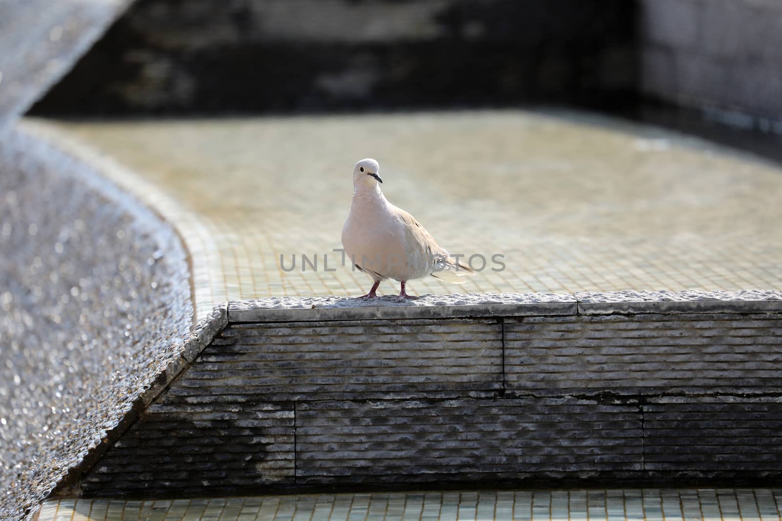 Beautiful Eurasian Collared Dove Standing In The Mosaic Fountain, Close Up View 
