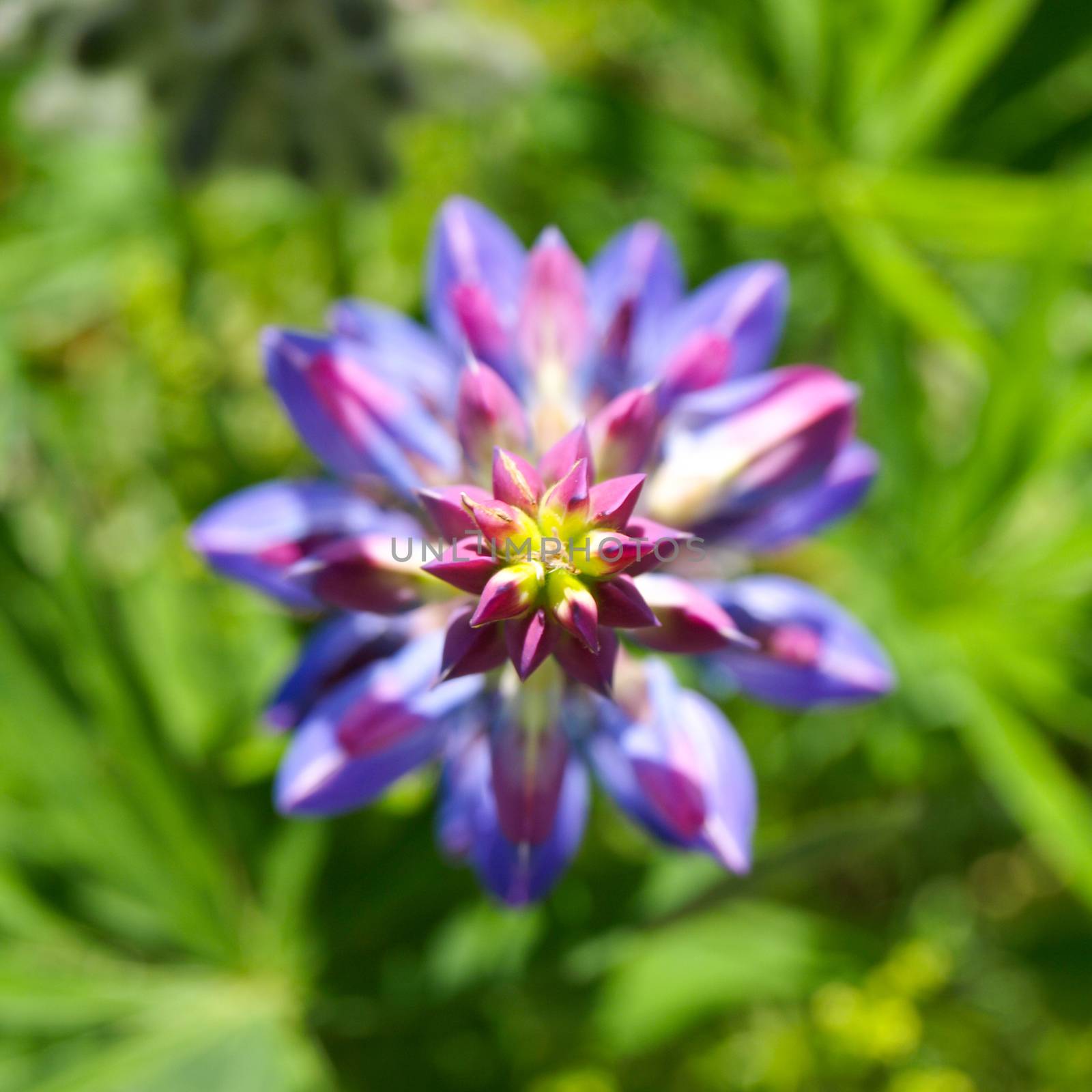 Violet lupine flower in a shape of star when seen from above with green grass bokeh background. Shallow depth of field.