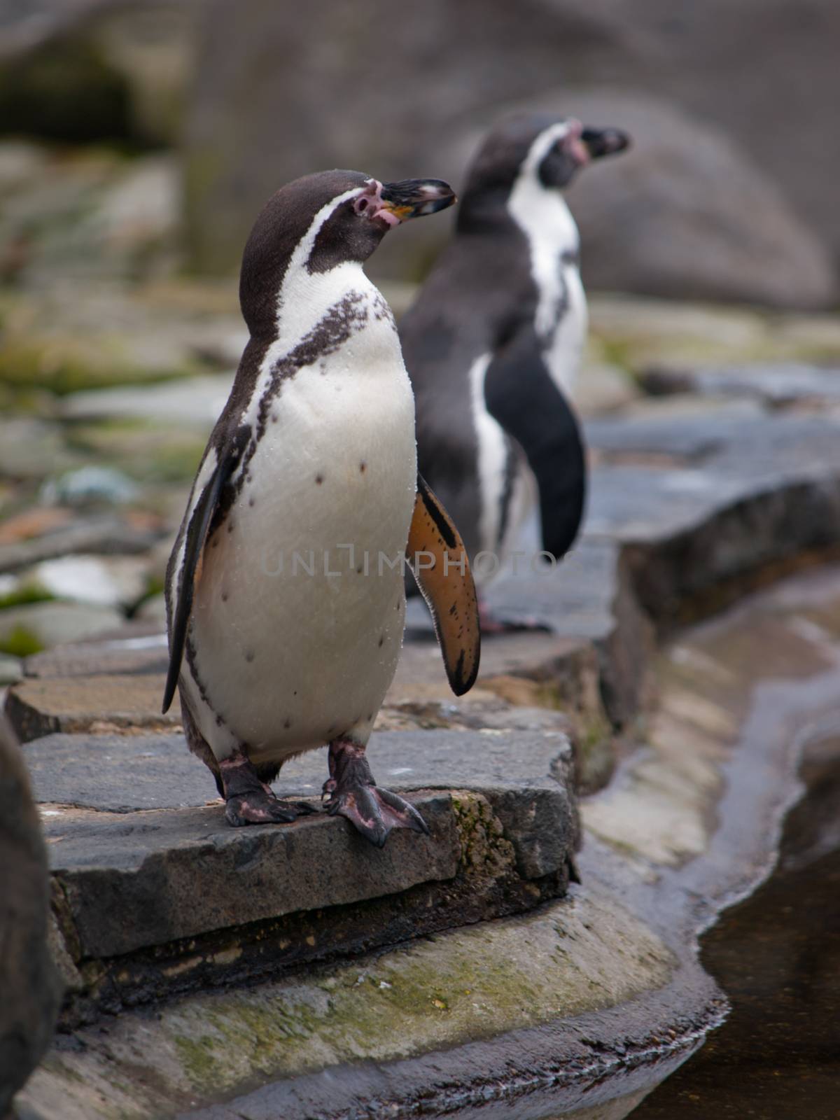 Humboldt Penguin standing on the edge of basin, spheniscus humboldti