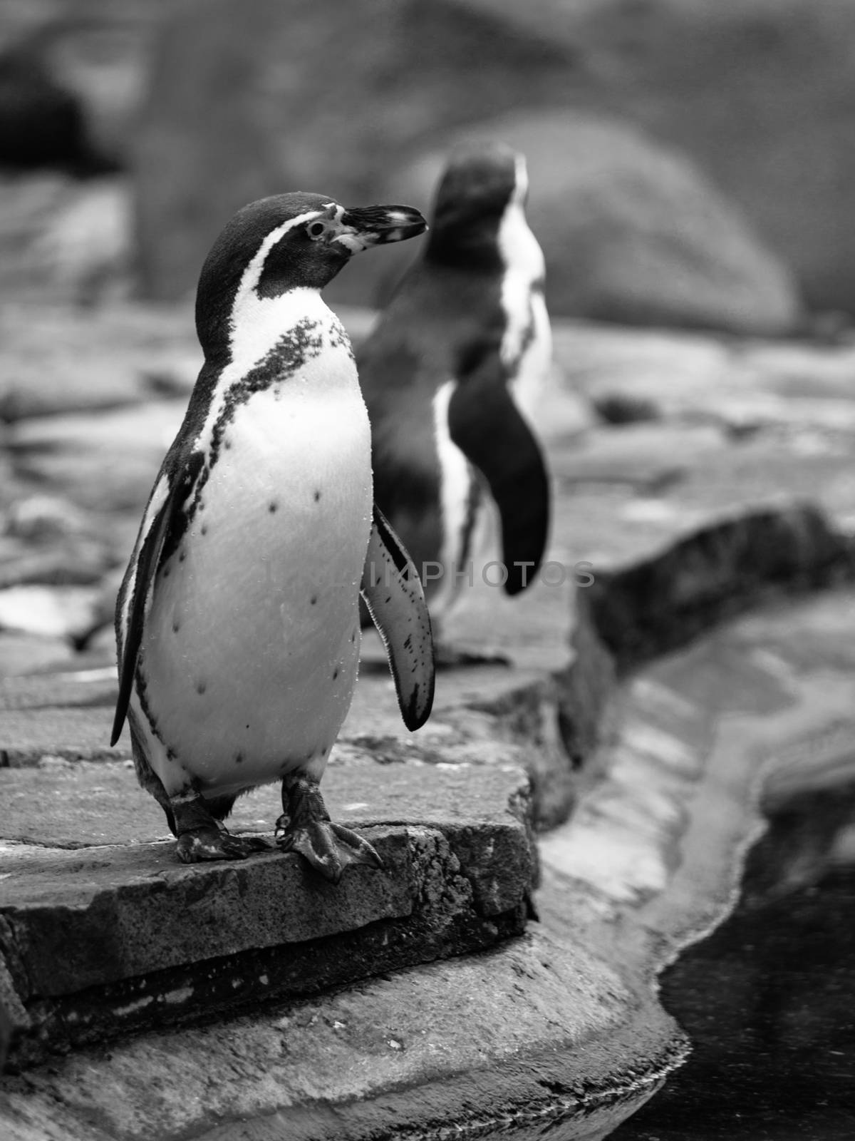 Humboldt Penguin by pyty