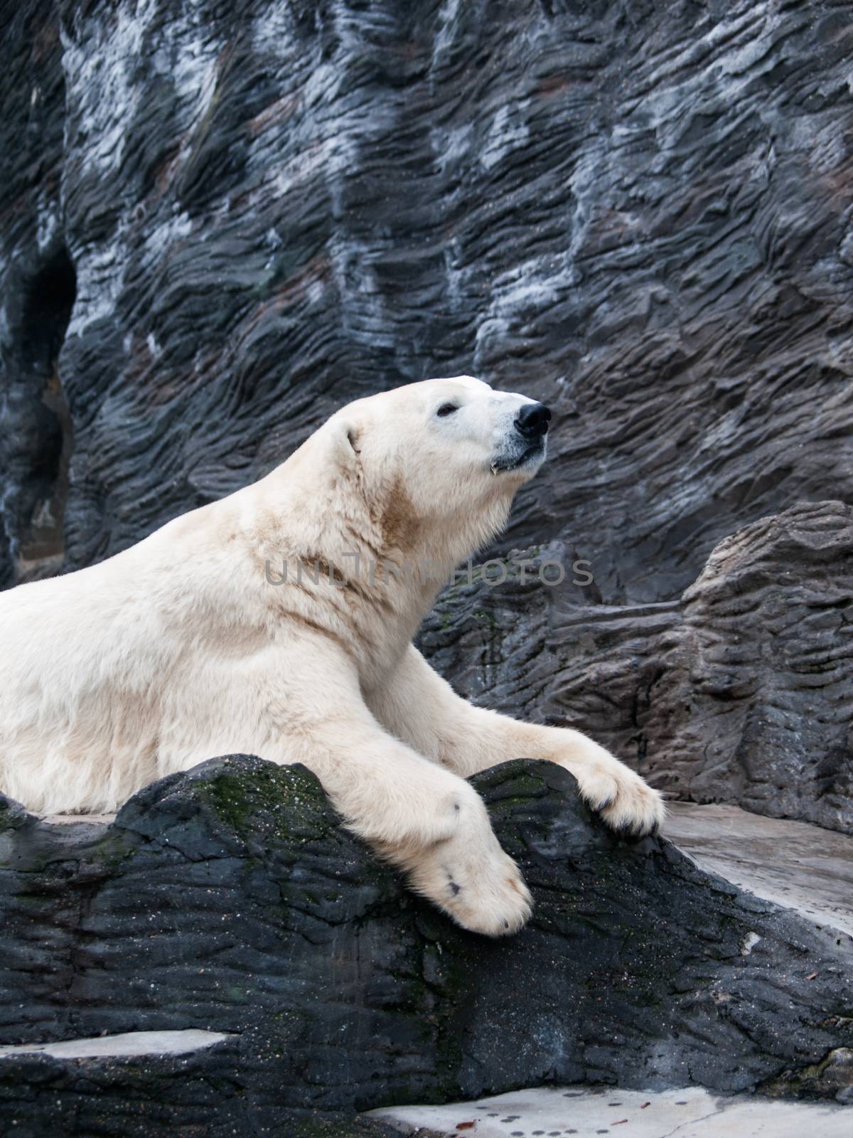 Lying polar bear situated on a rock