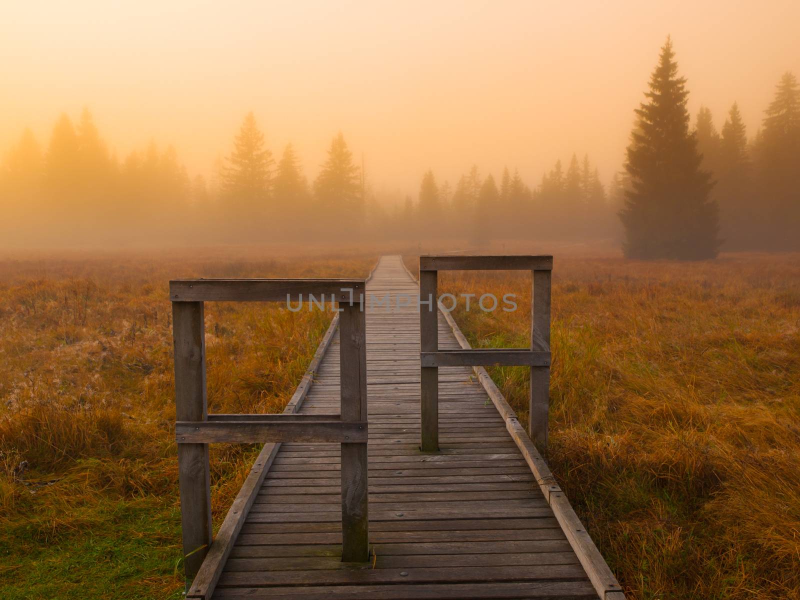 Wooden path leads to the forest, foggy day