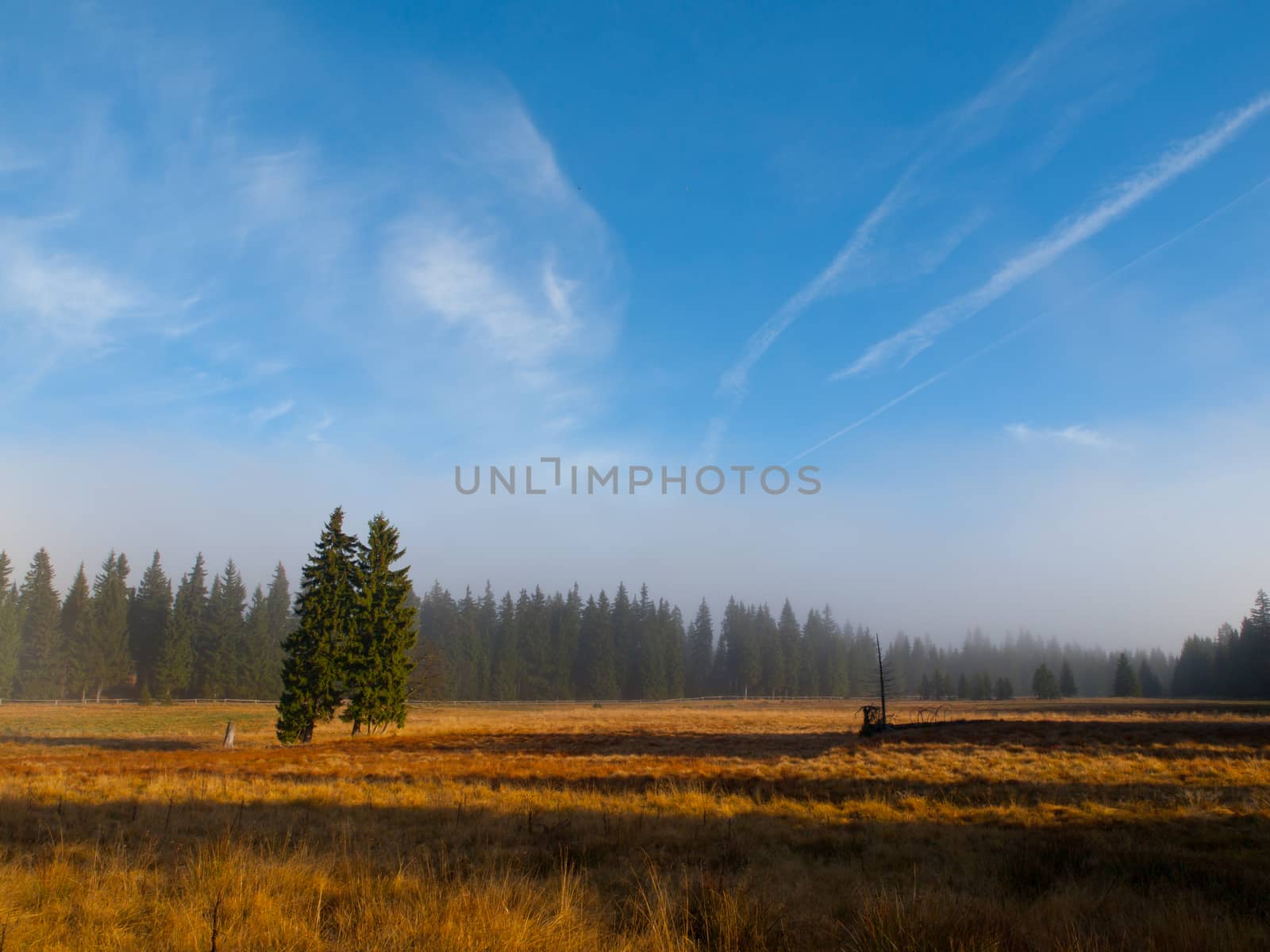 Spruce forest landscape in autumn sunny day